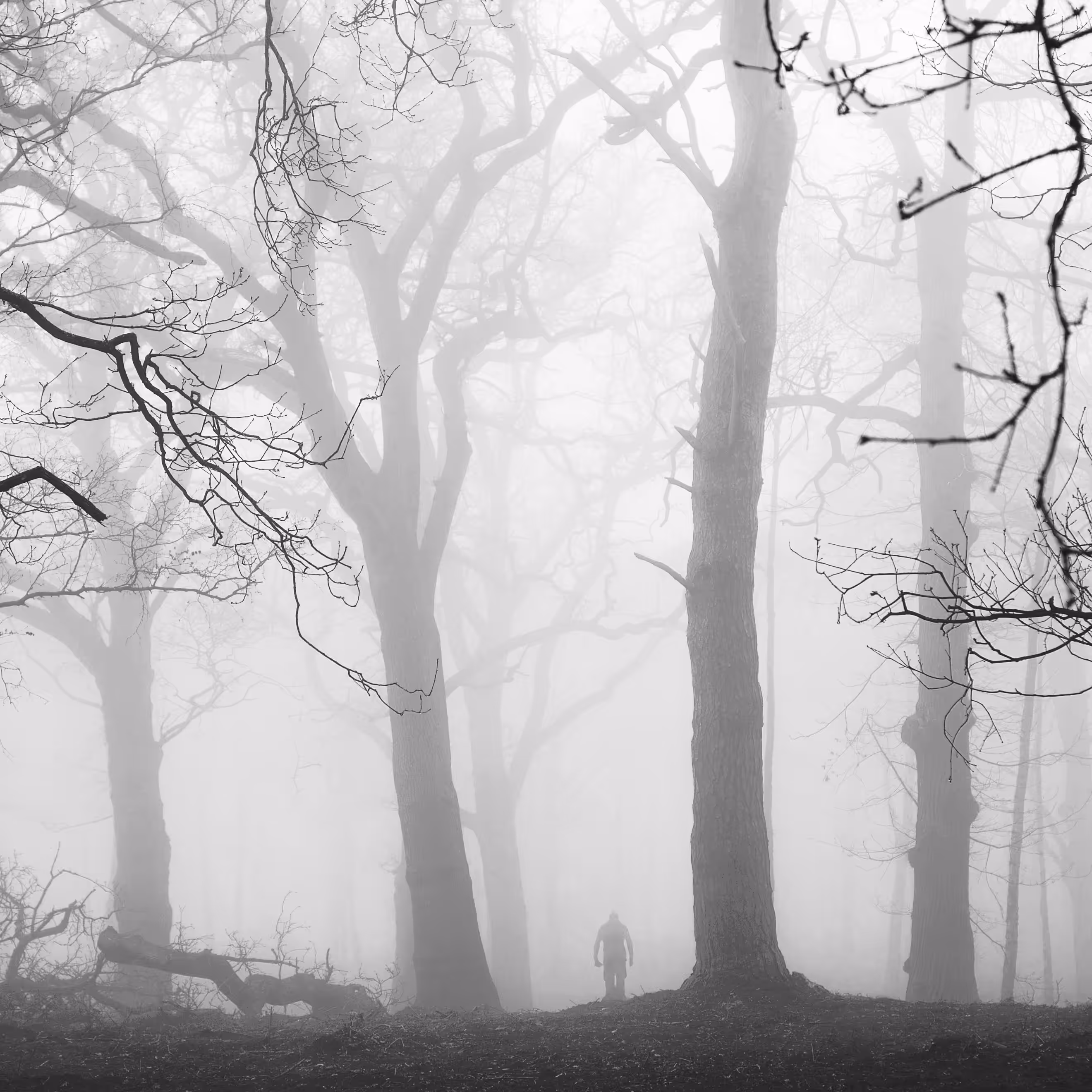 Into the Woods