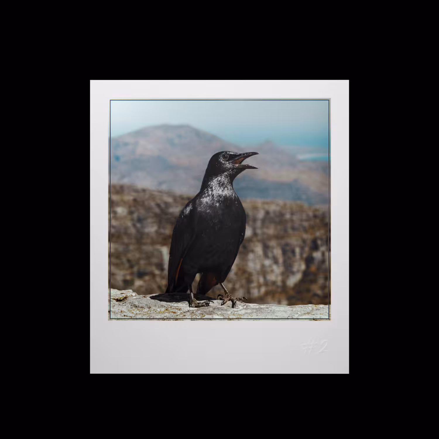 Instantâneos em Movimento (Moving Snapshots) - Aves: #2 Onychognathus morio
