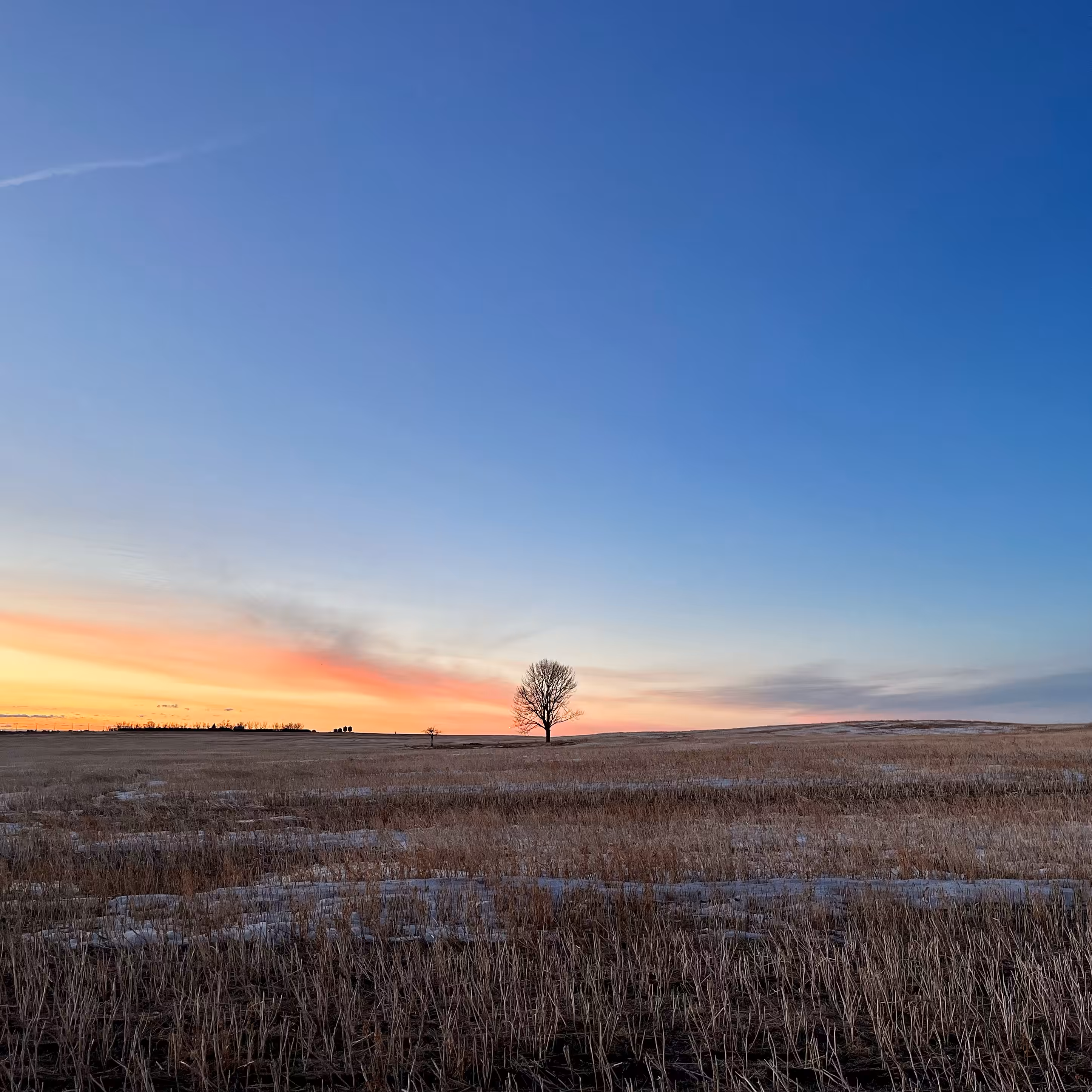 Lonely Field Tree 021