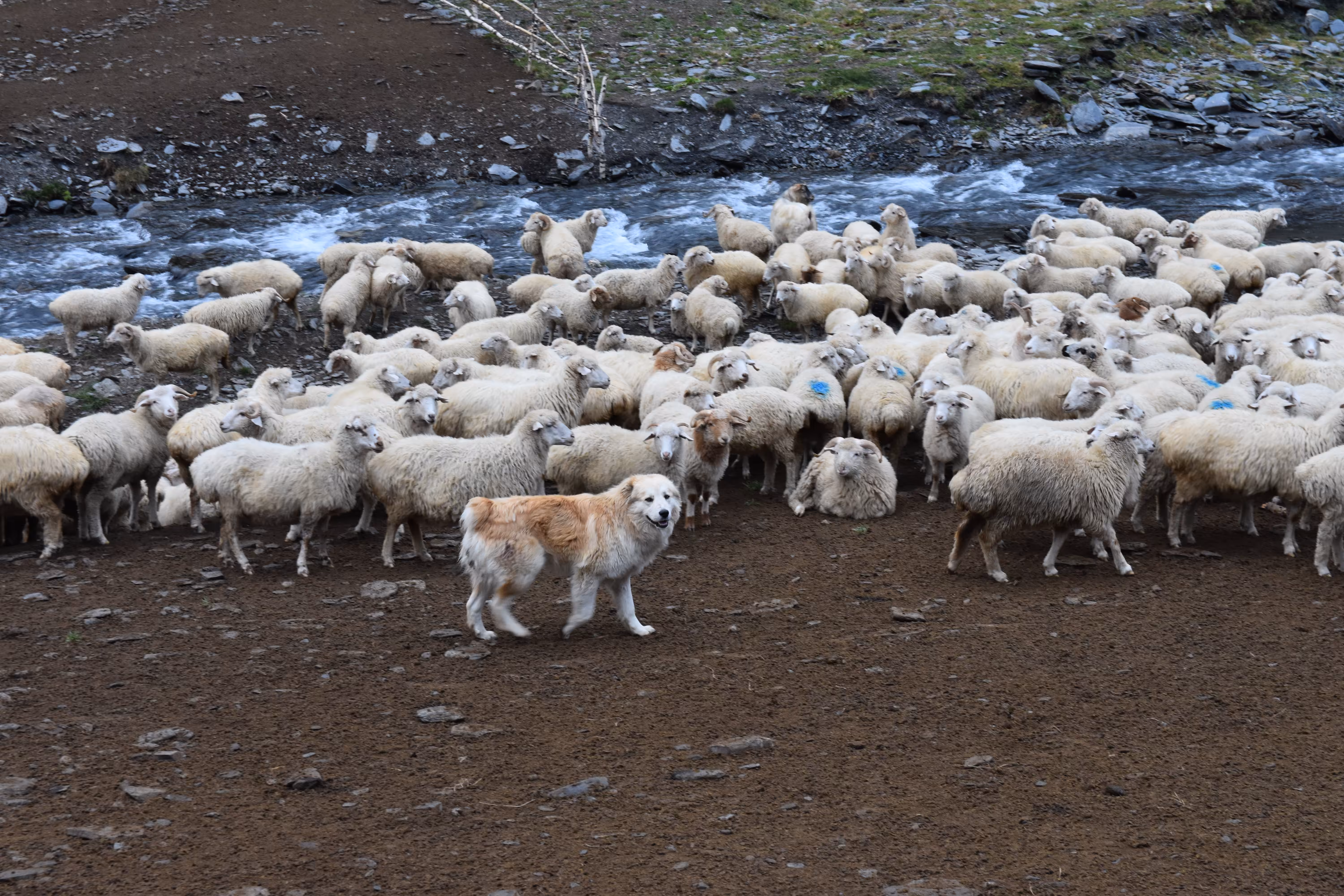 Boto guards his sheep buddies from wolves in the morning