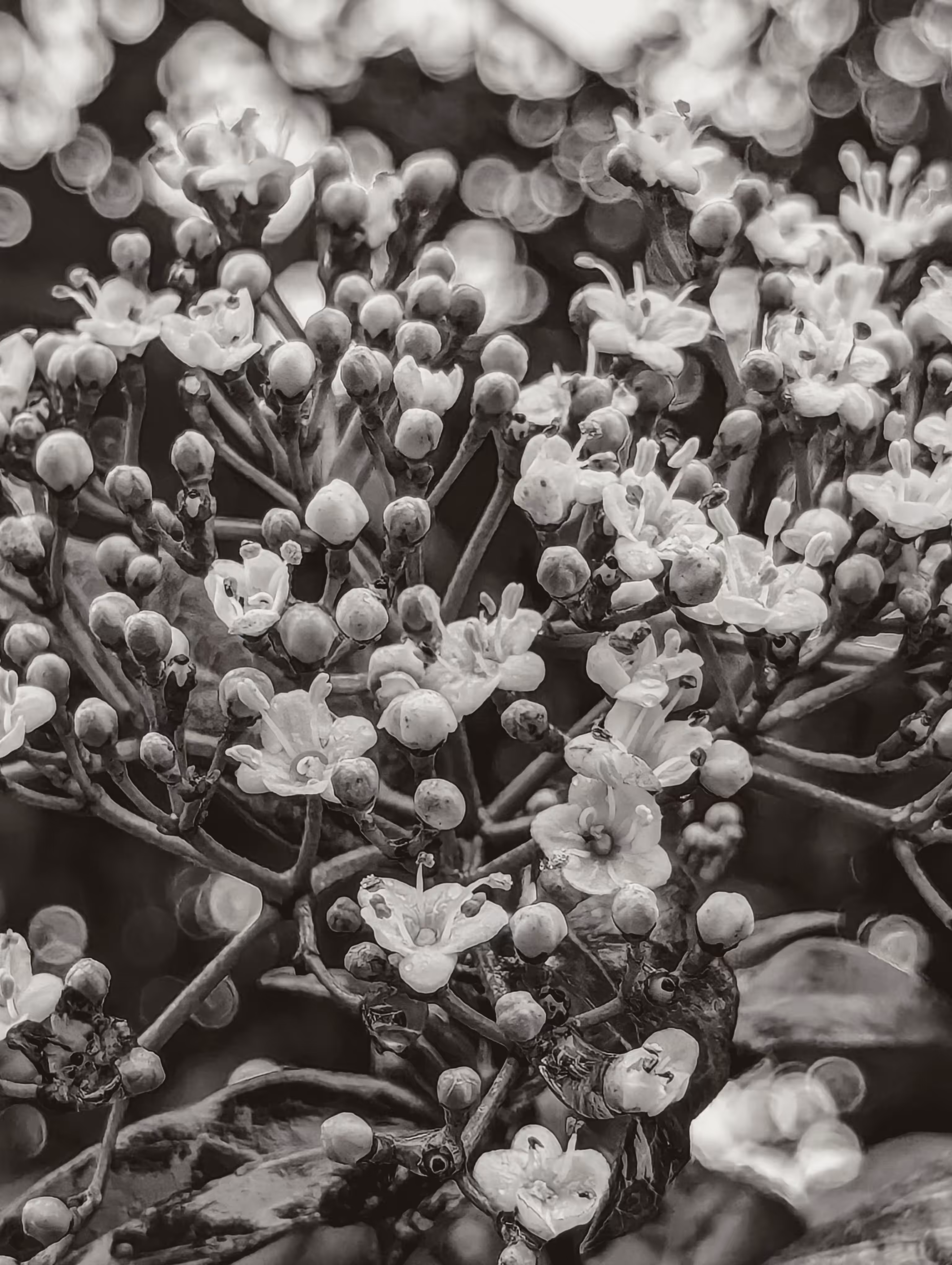 Luke_0x1 Photography : Winter petals