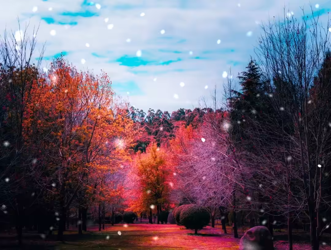 Colourful Wonderland
