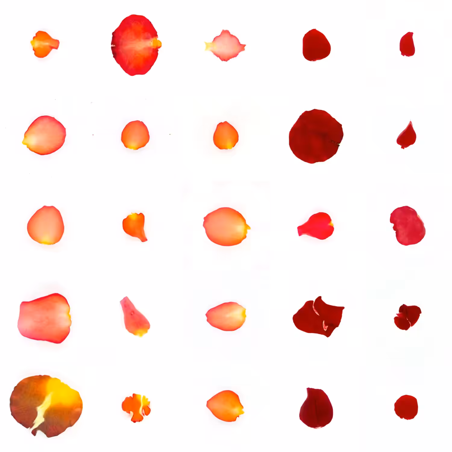 Infinite Petals 5x5#1820