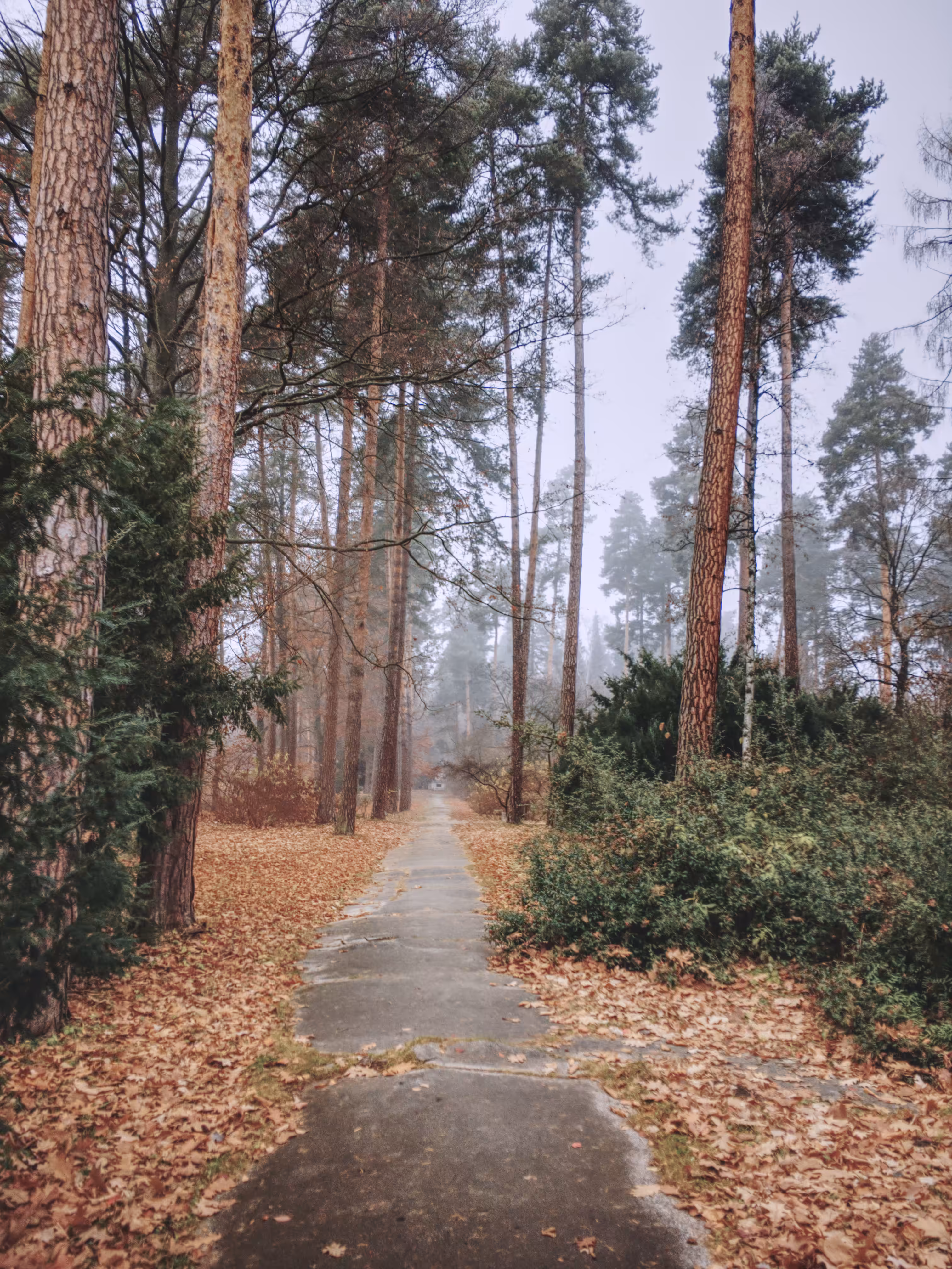 Misty old park