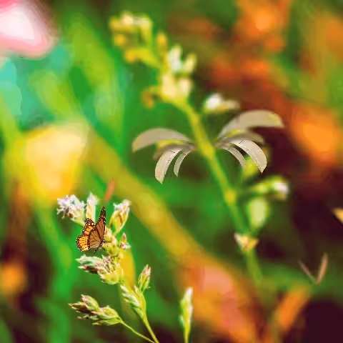 Imagine Nature Photography: Micro Nature