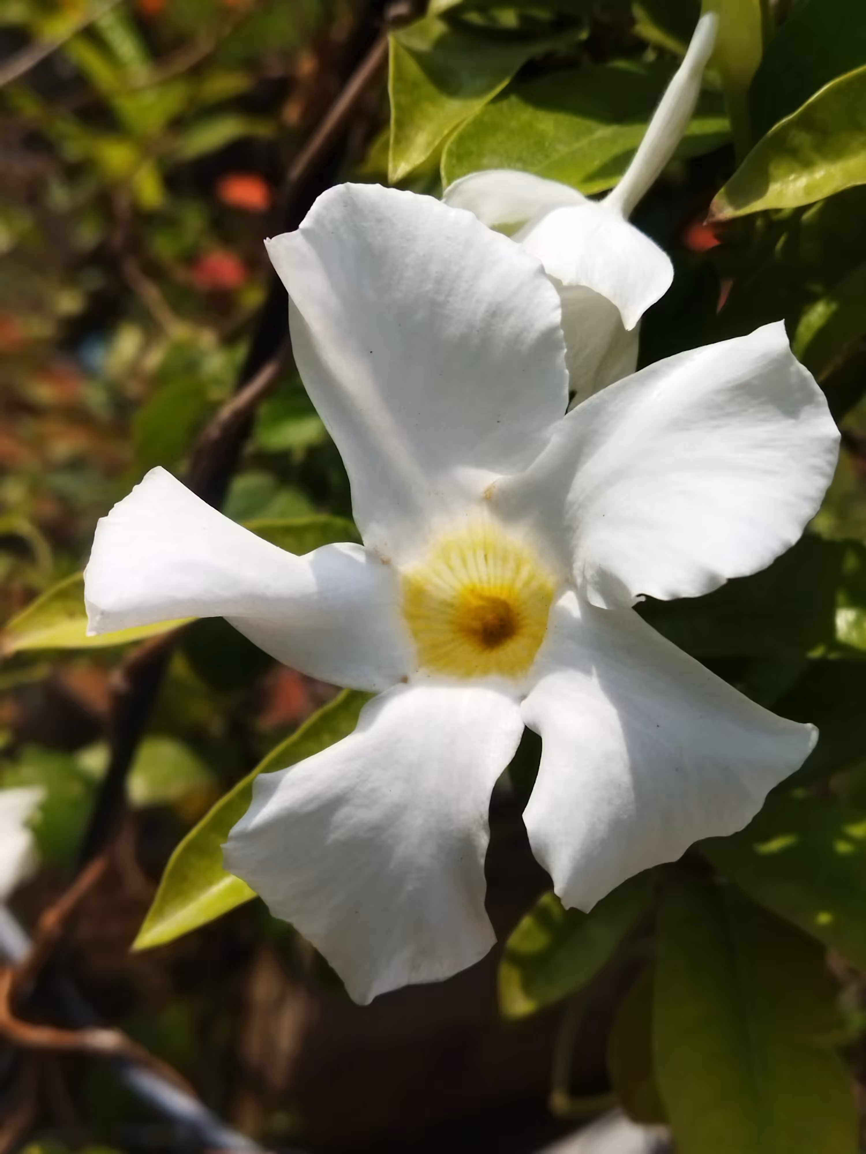 White Allamanda Flower 