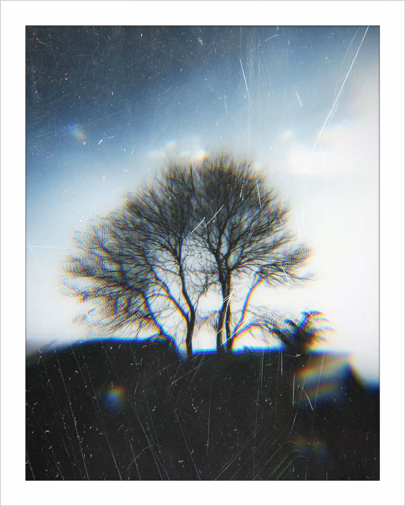 The Tree & The Wild