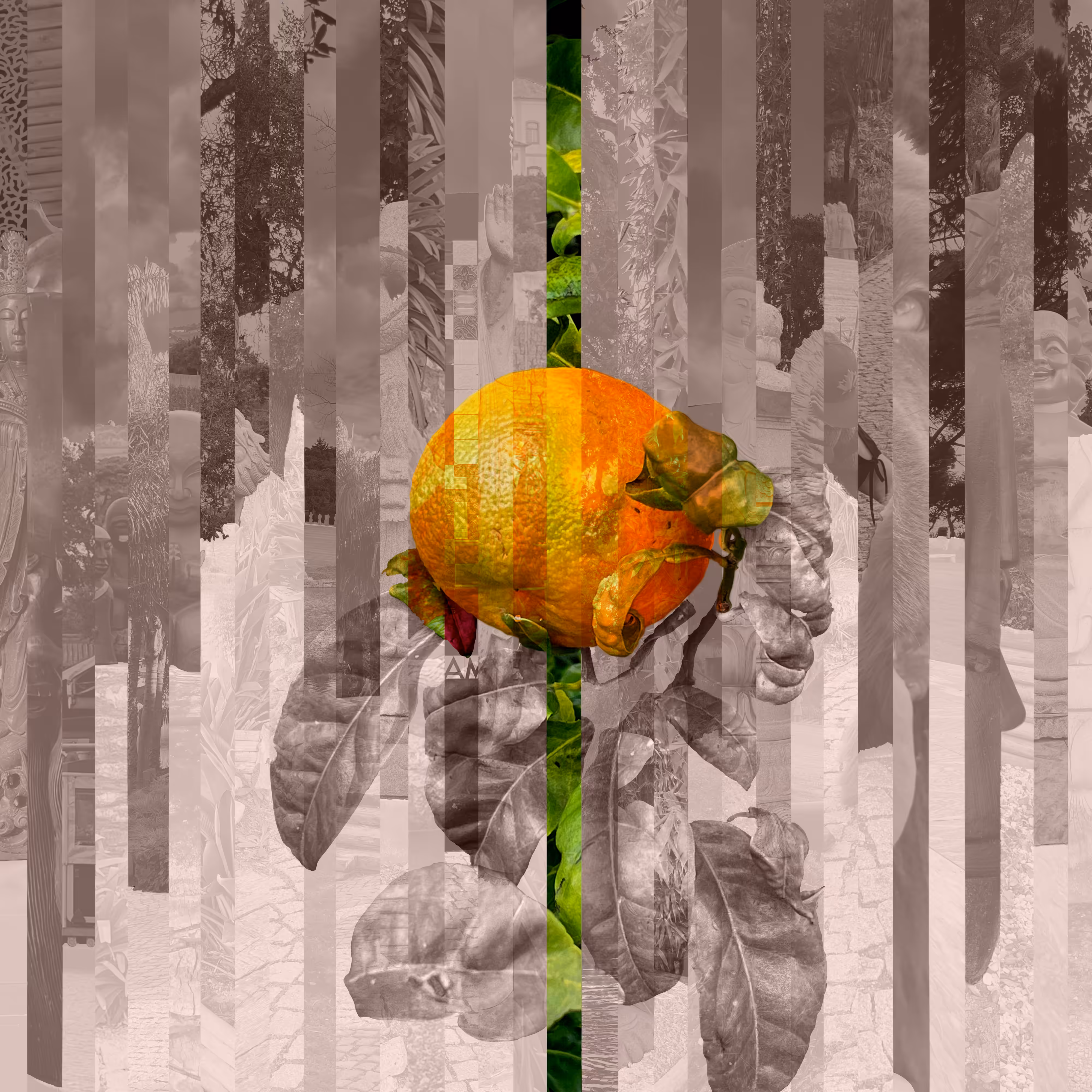 Citrus