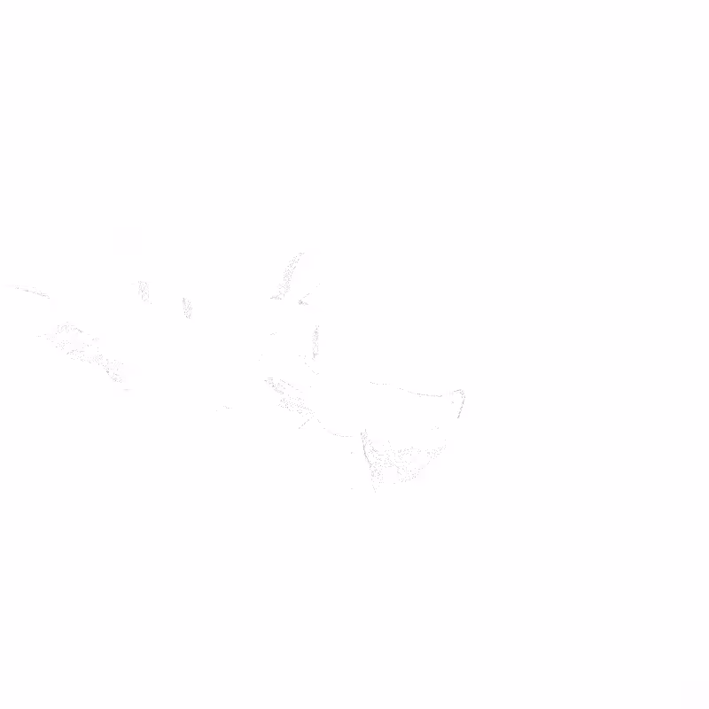 traces #45