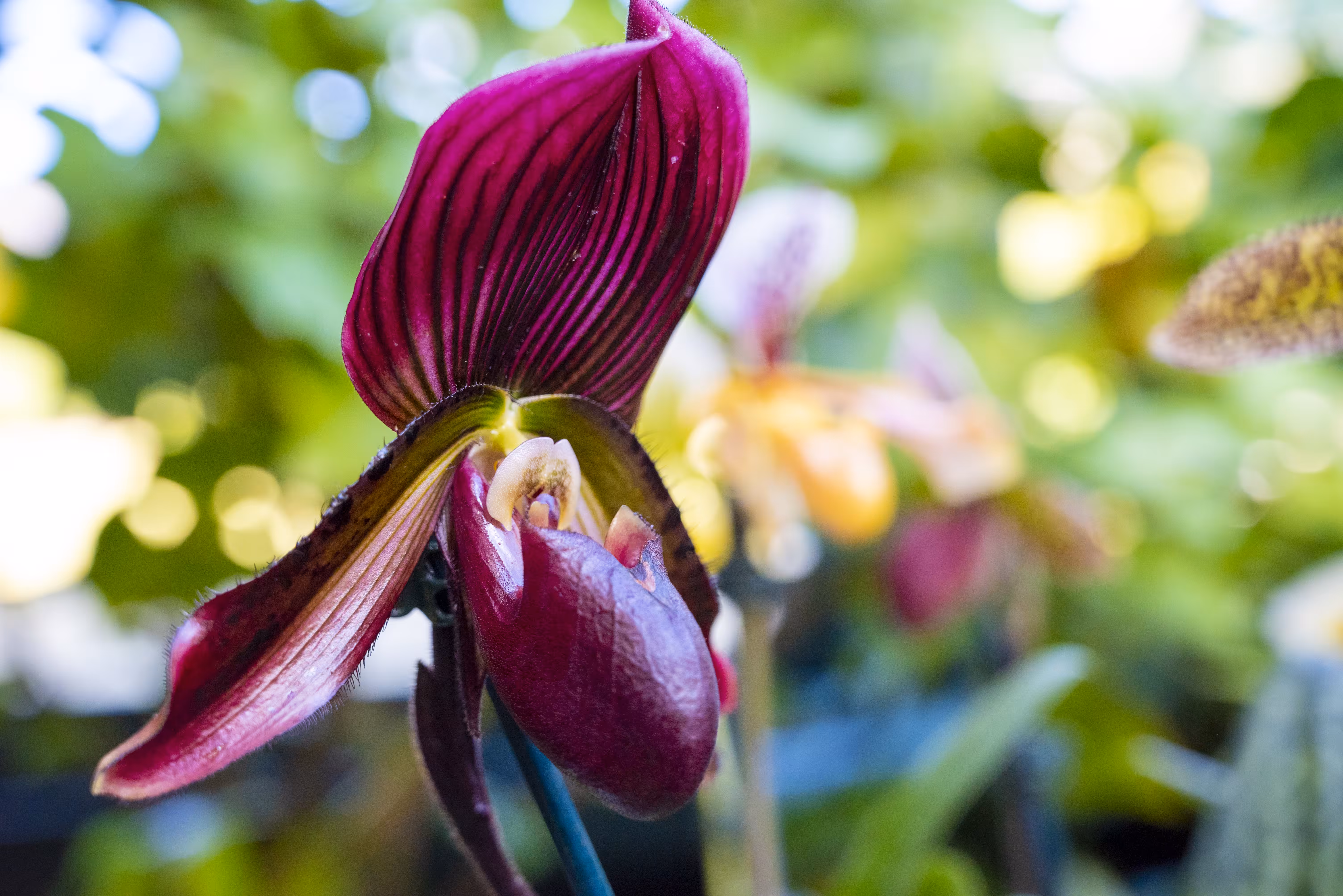 Bloom 10