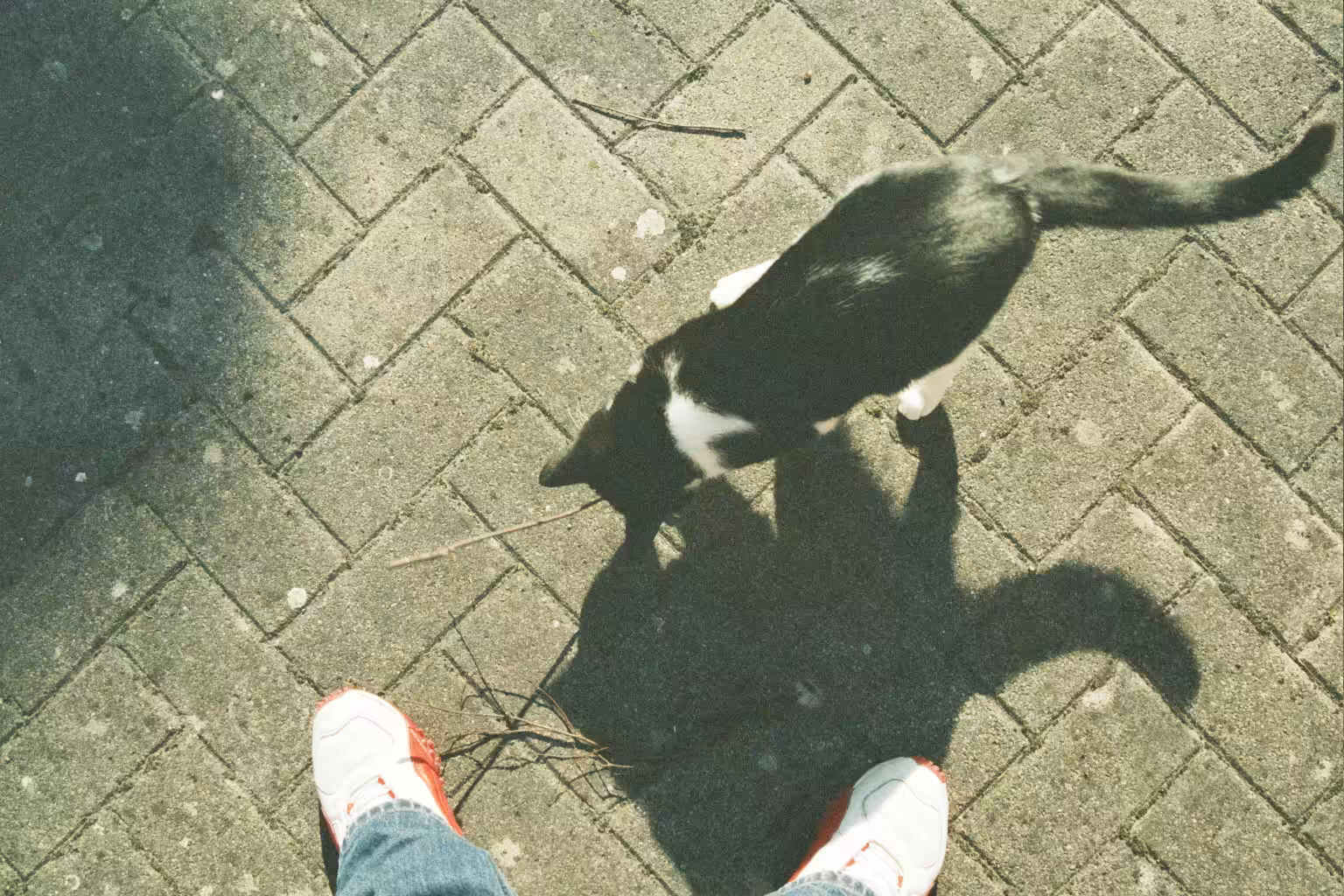 Gizmo, shade and awesome shoes