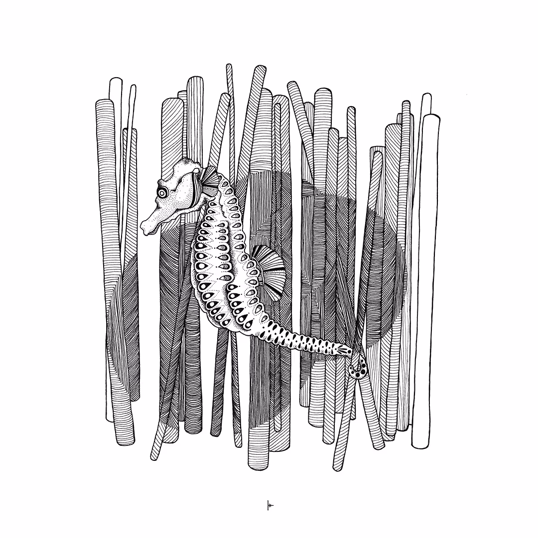 Seahorse