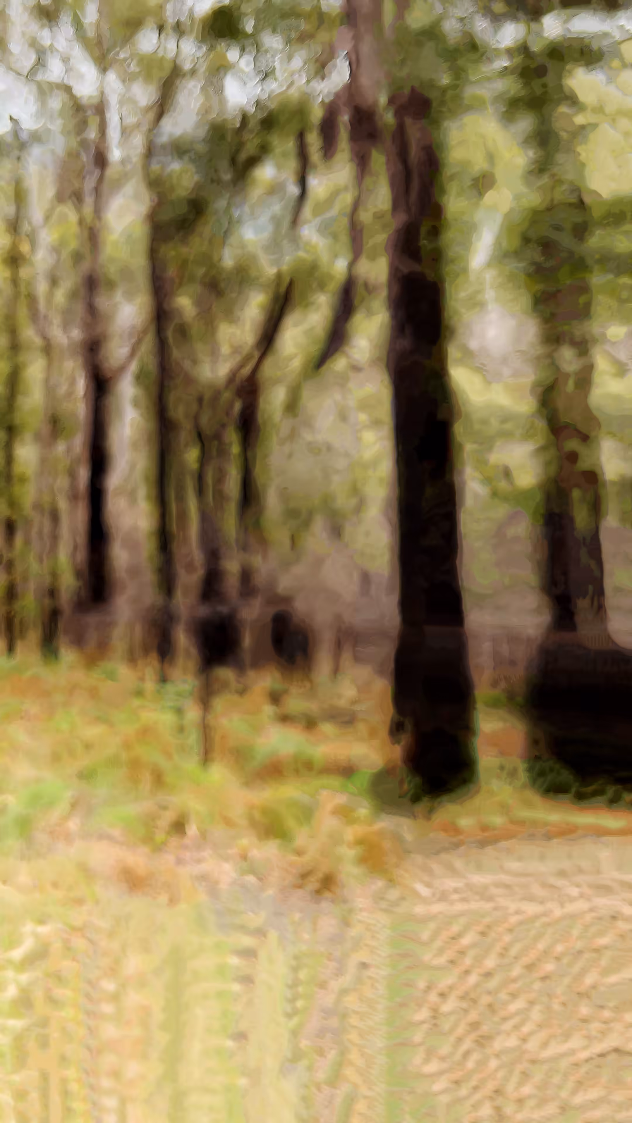 Chimeric Interlude (III)