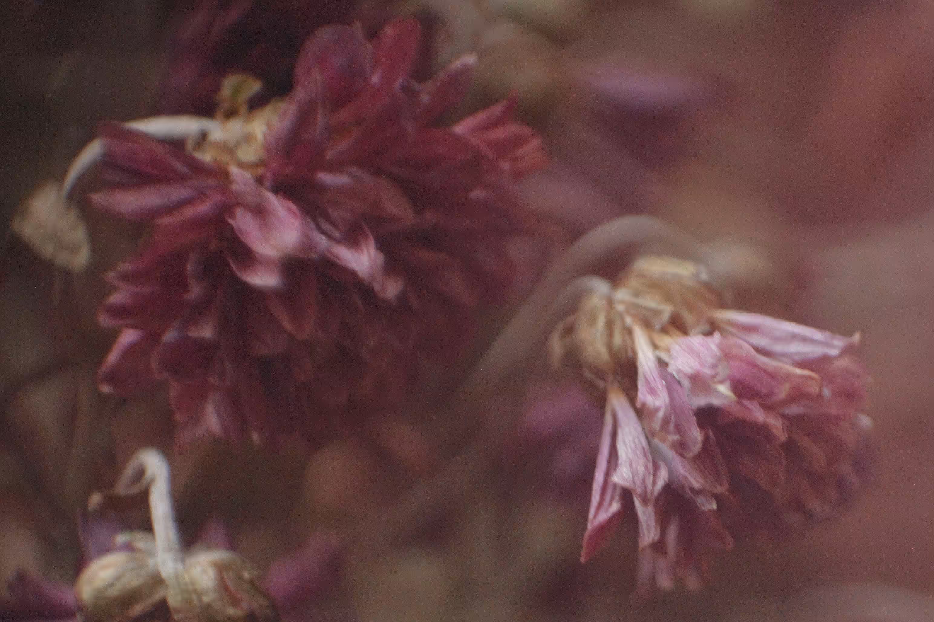 Just Before My Chrysanthemum Faded