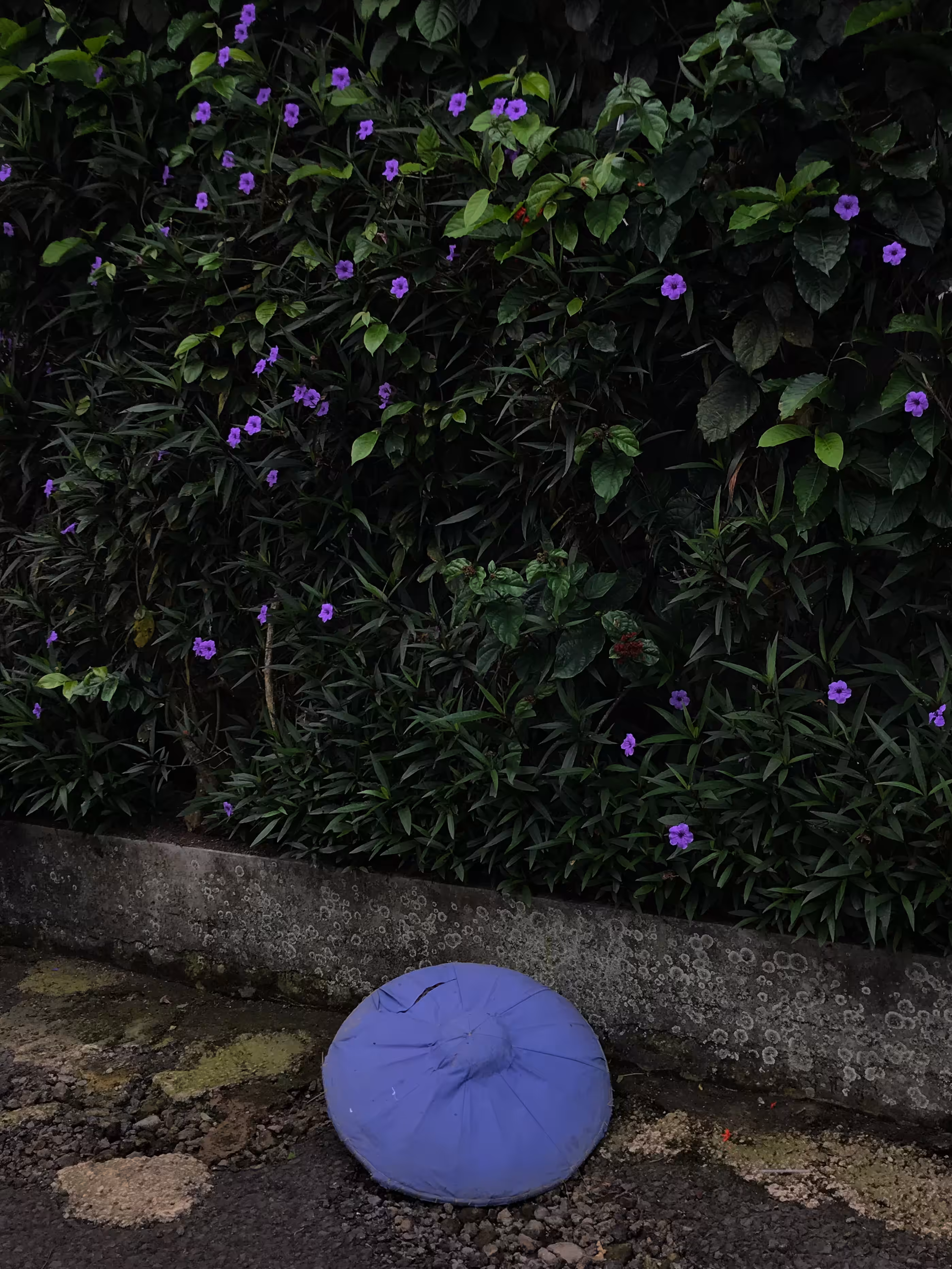 Purple Connection