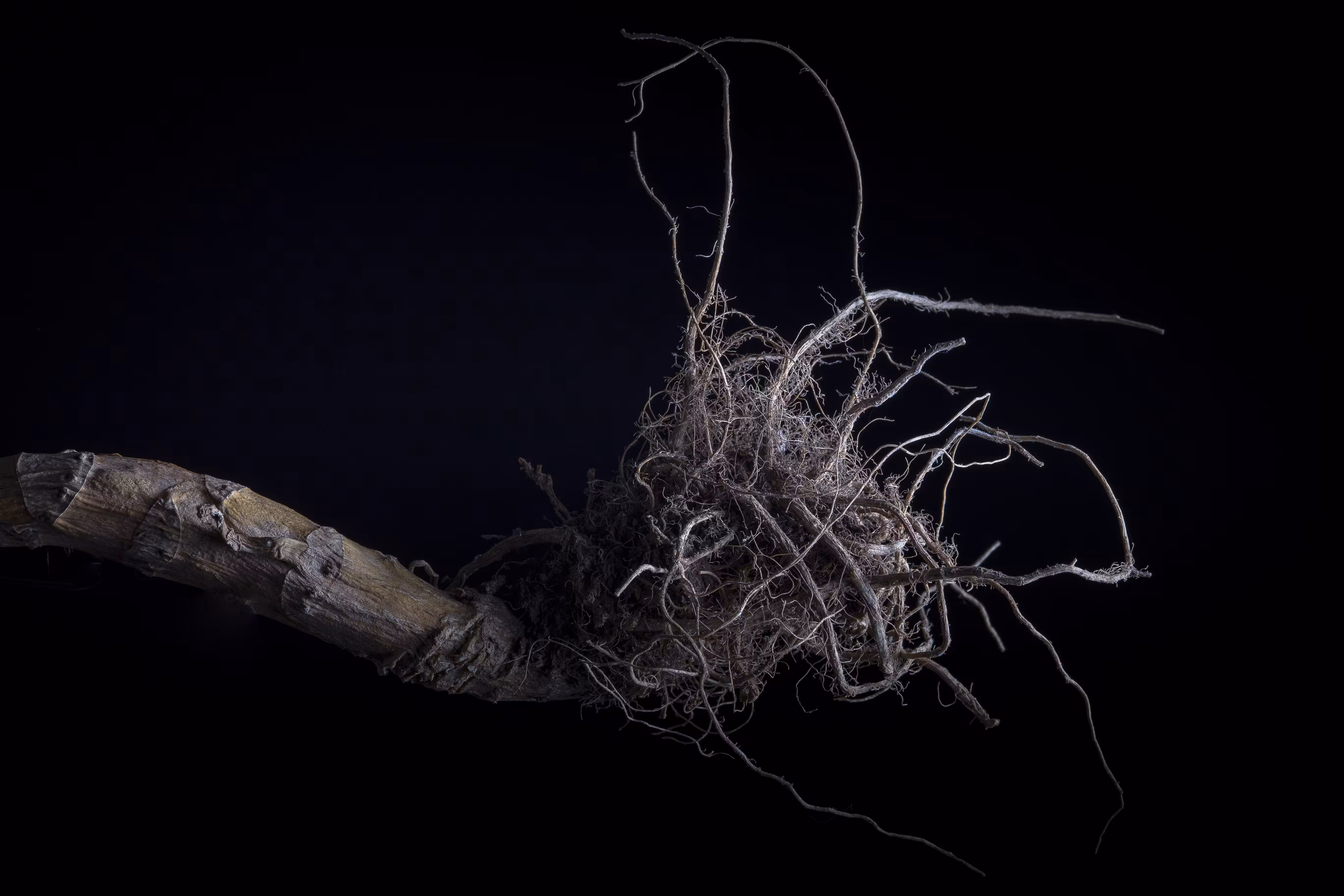 rhizome #5