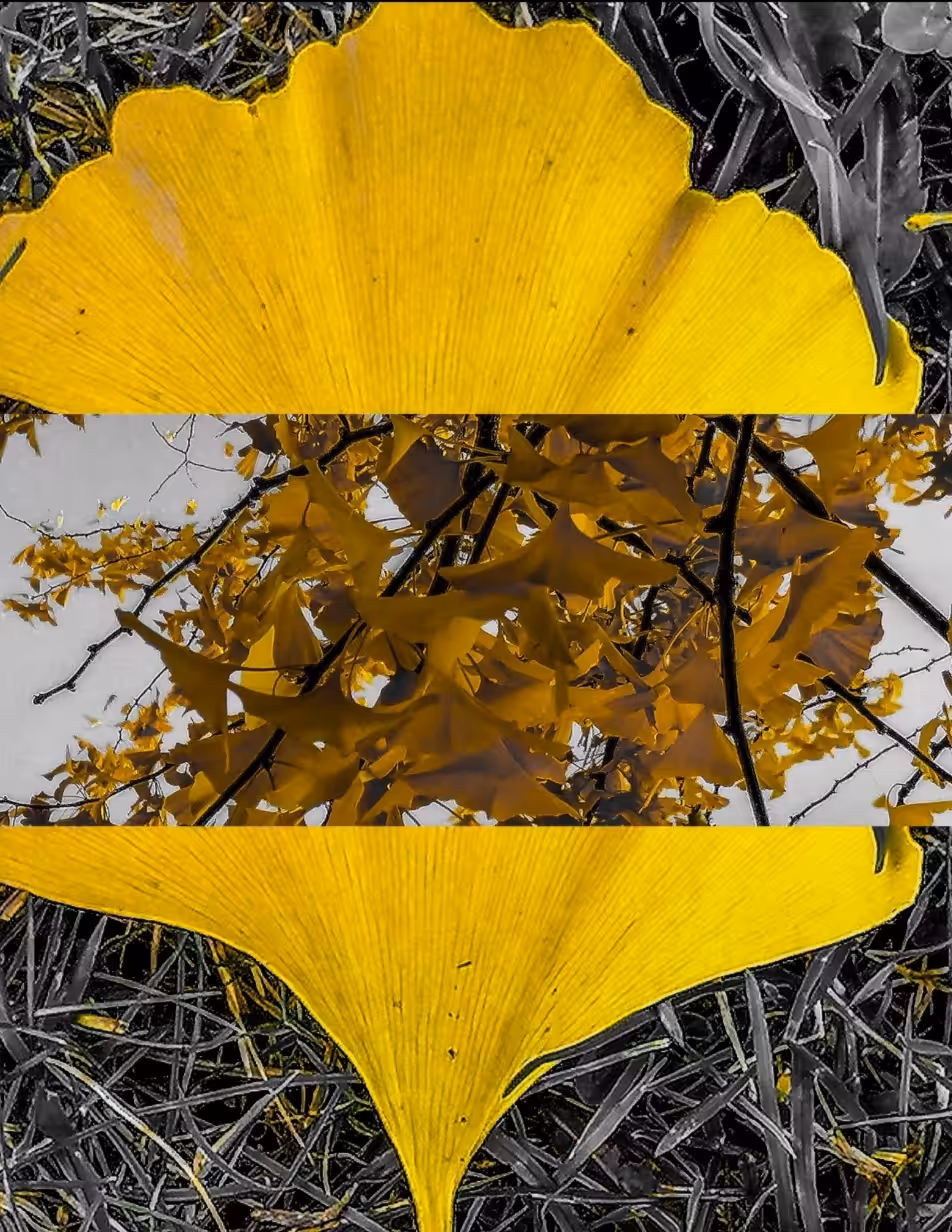 Ginkgo in automn 