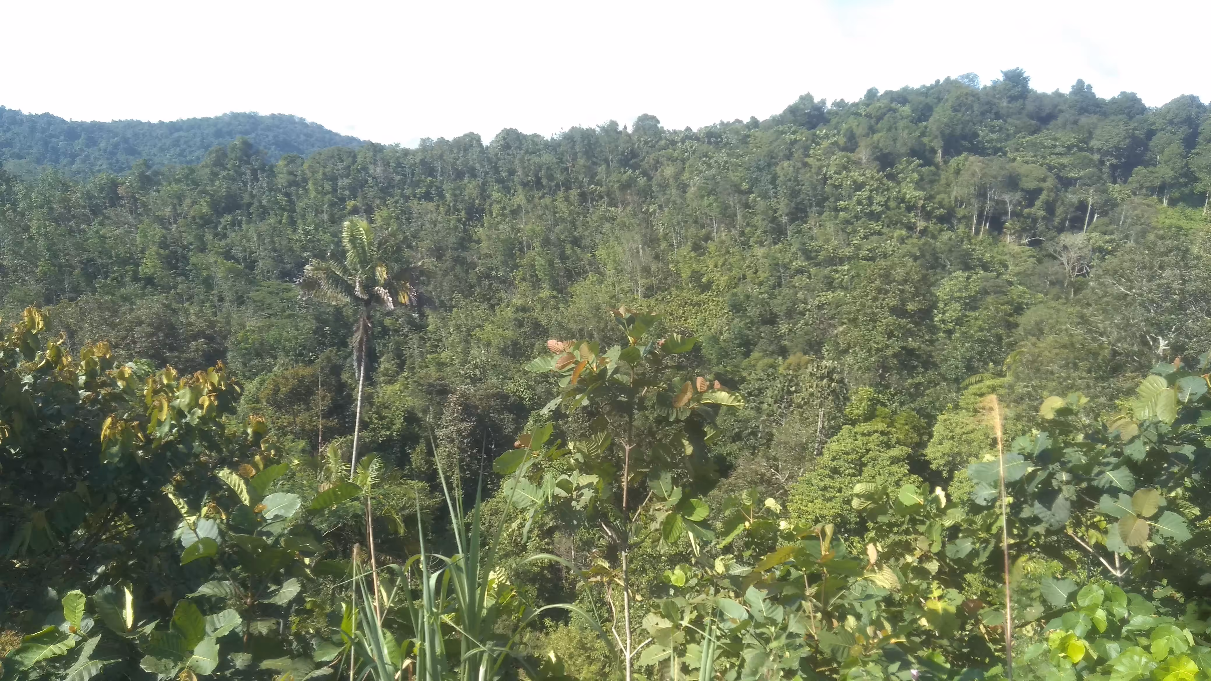 The dense forest of Bukit Soeharto