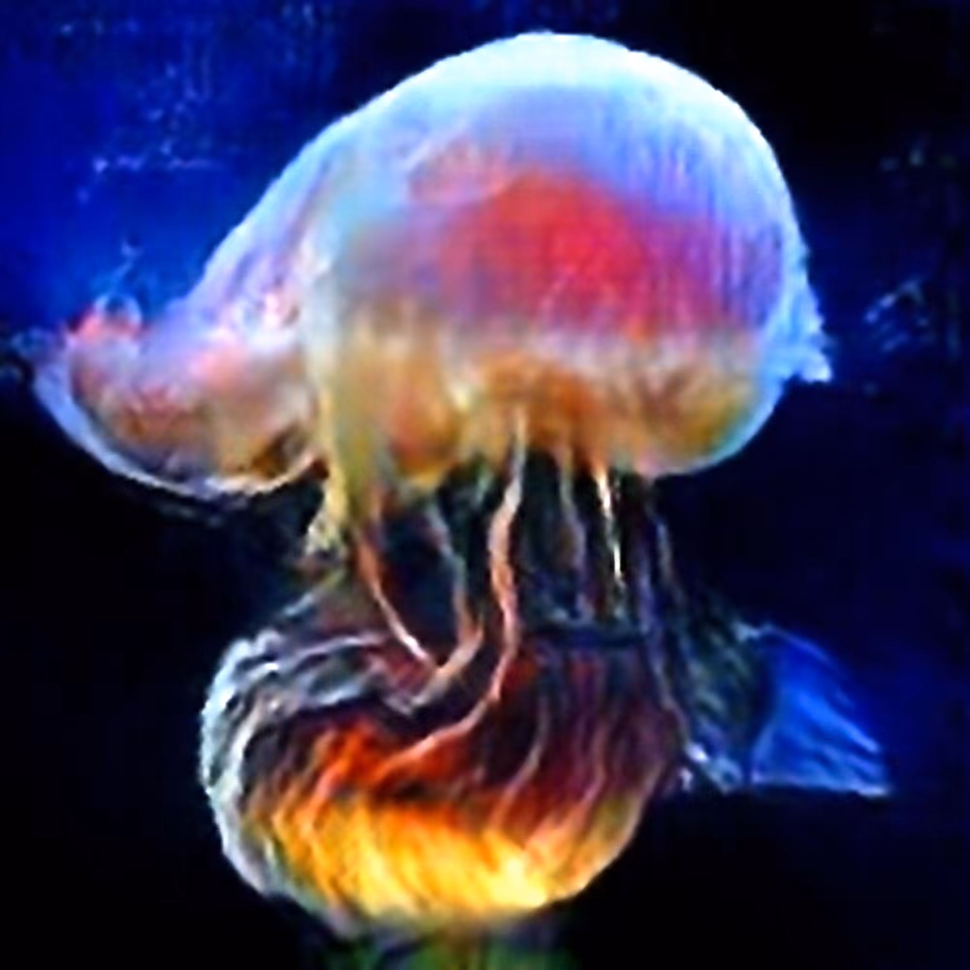 Evolved Hallucinations: Dreams of Jellyfish #4 (Corpus: Seaweed Dreams)