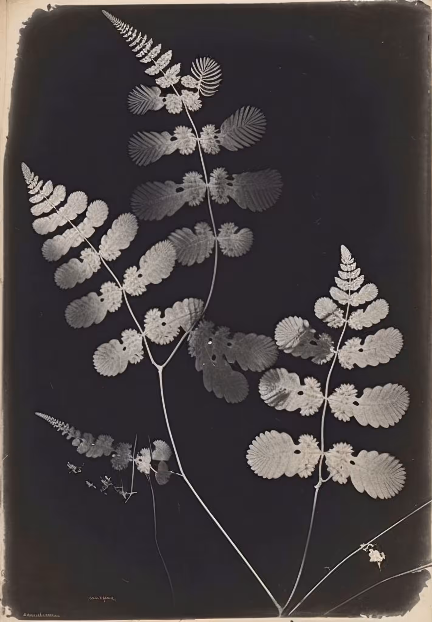 Oak Fern, Photogenic Drawing, 1841