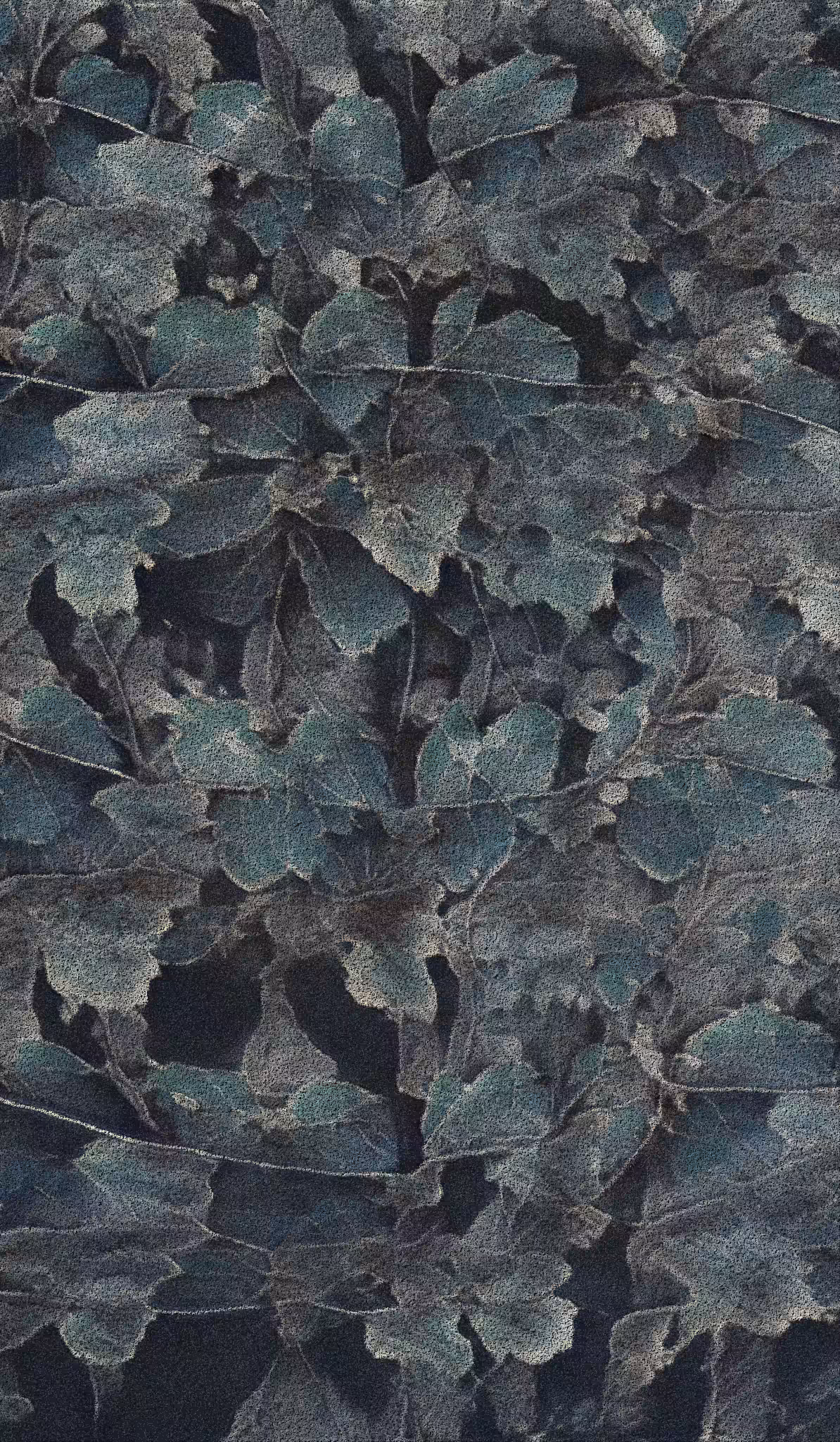 APPARATUS-VITIS: Apparatus Vitis #1