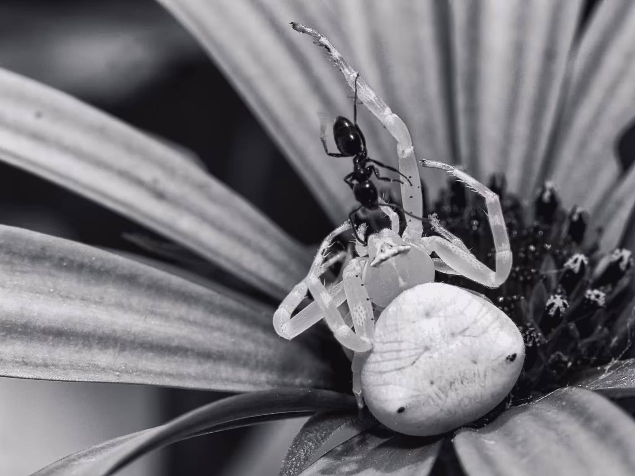 insectography #25