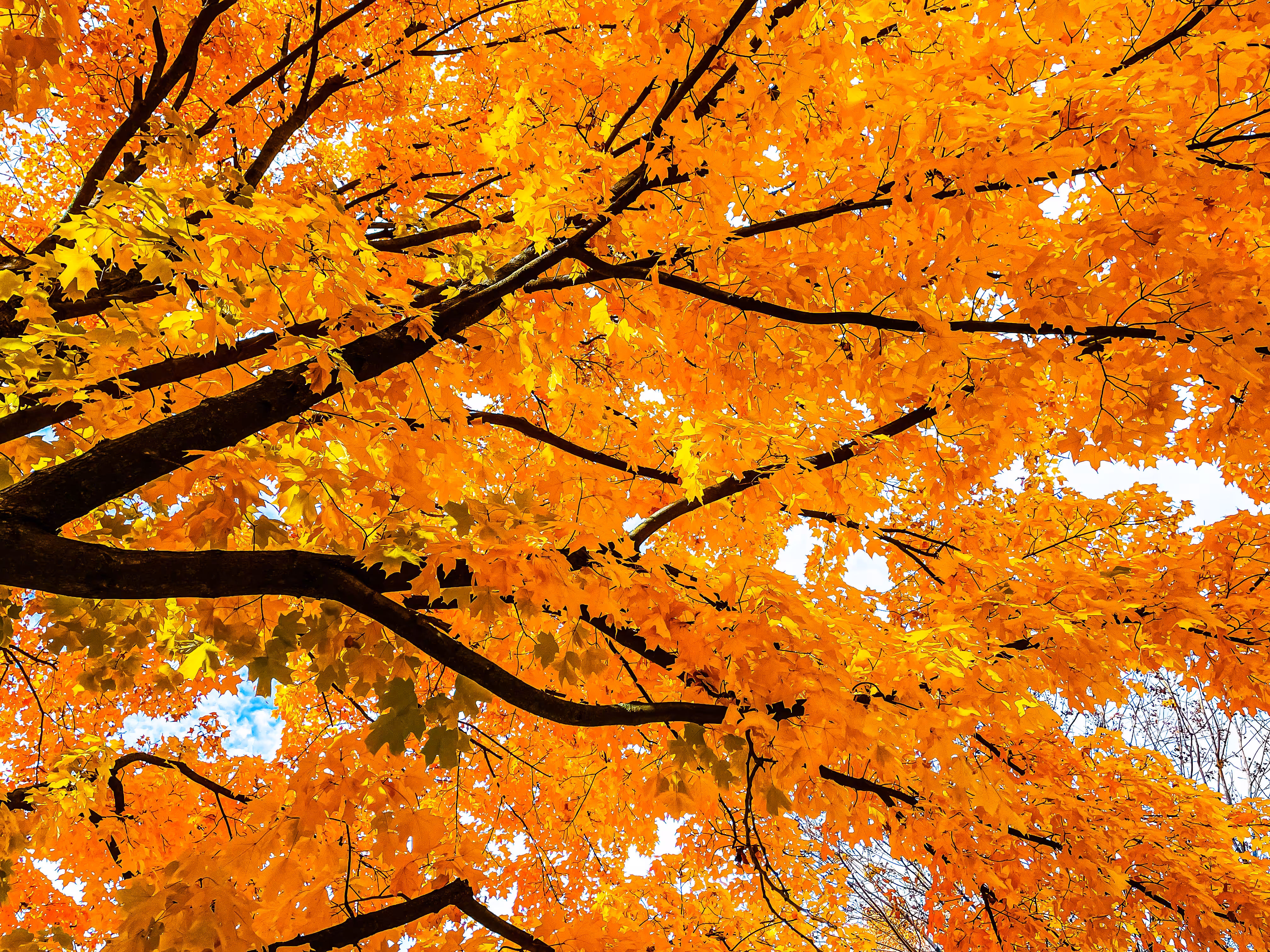 OMENTEJOVEM AUTUMN