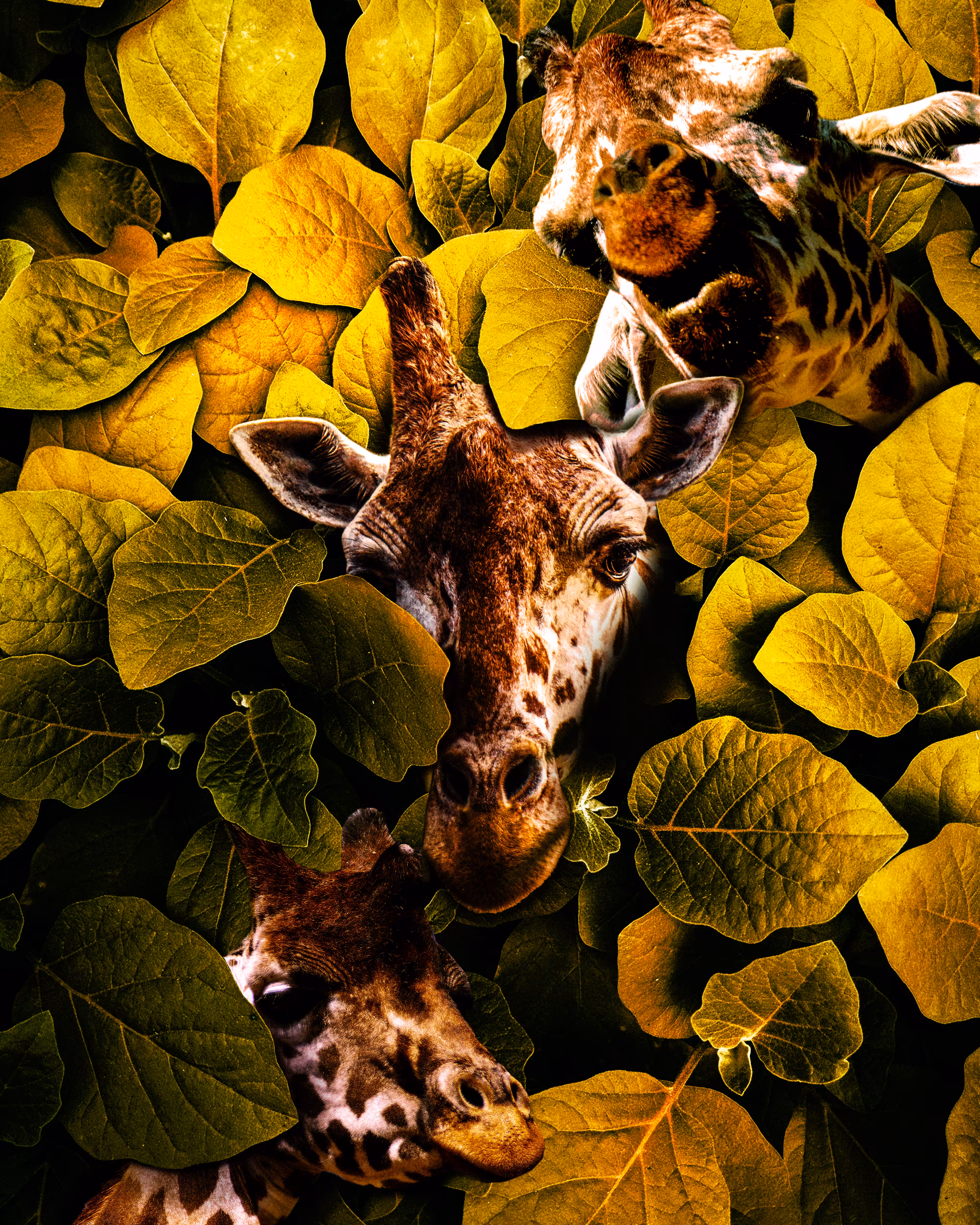 Giraffa