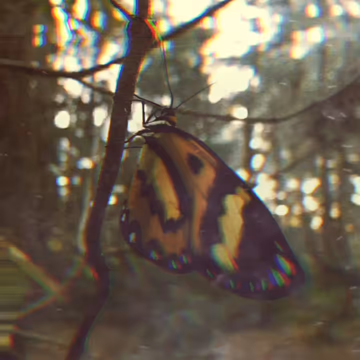 Metamorphosis
