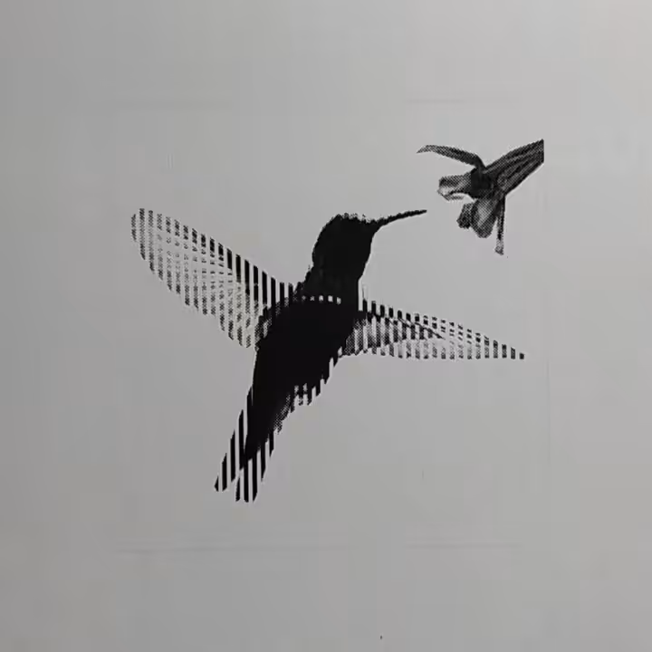 colibri