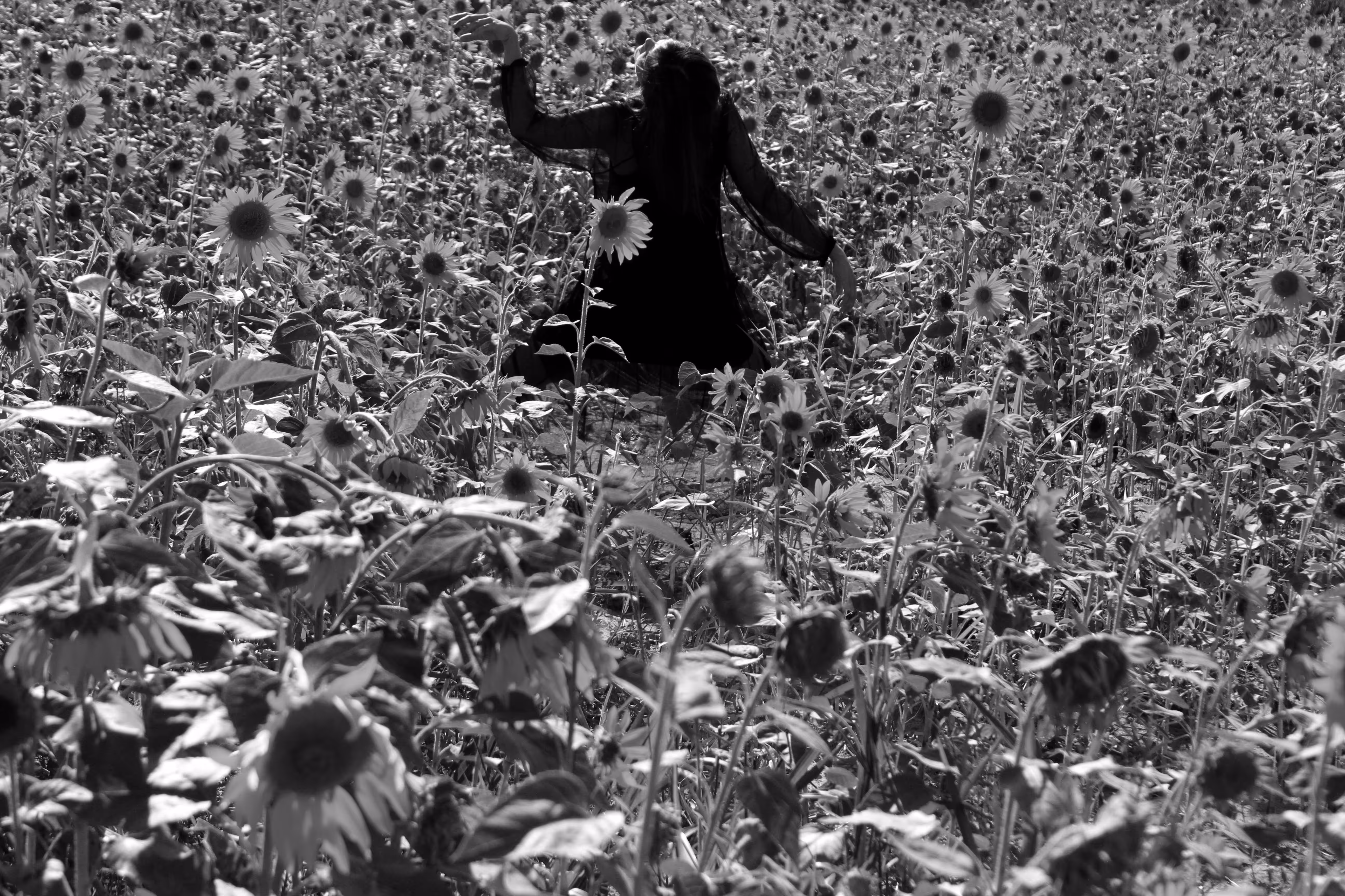Sunflower field