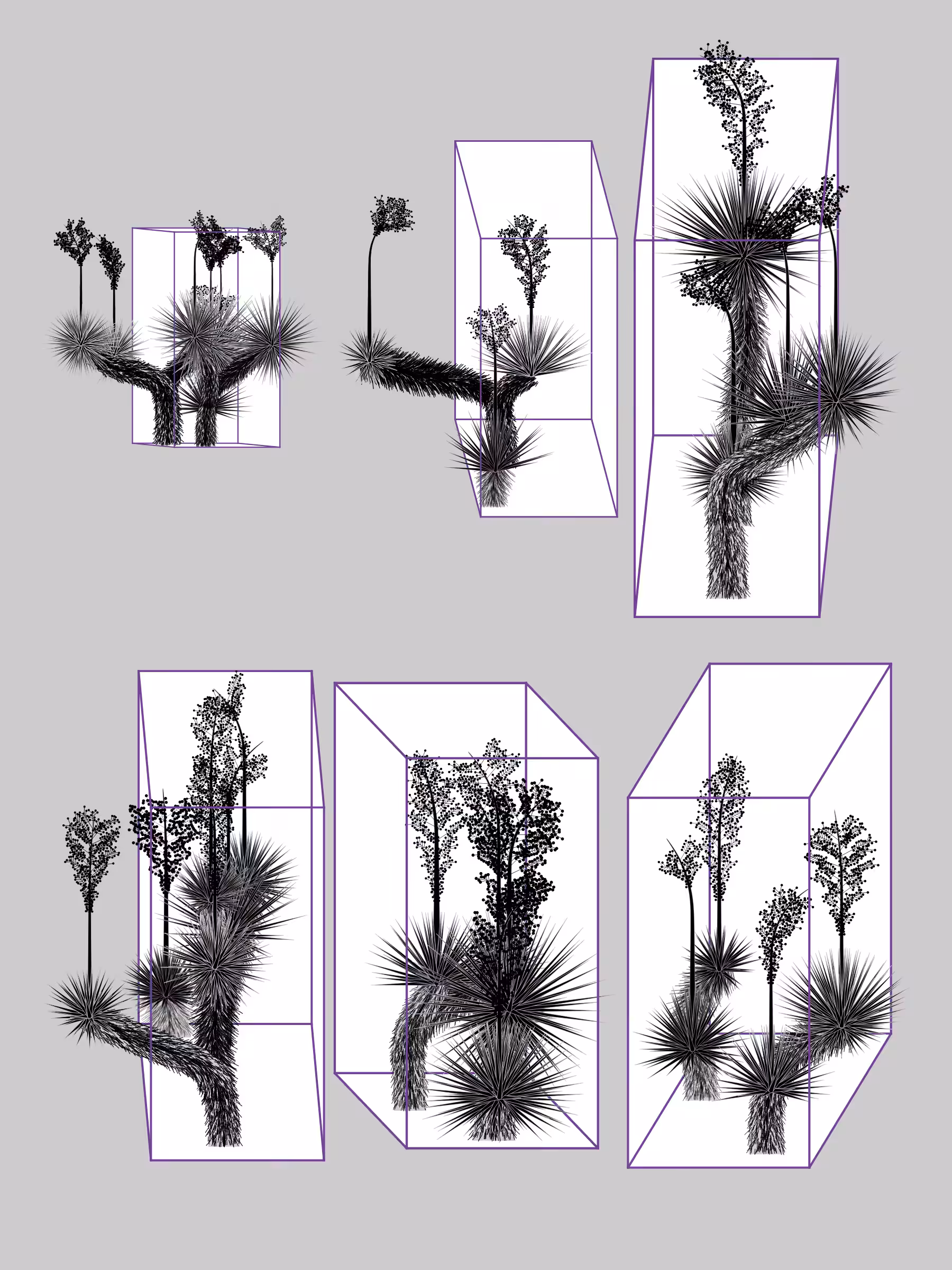 Marfa Yucca #63