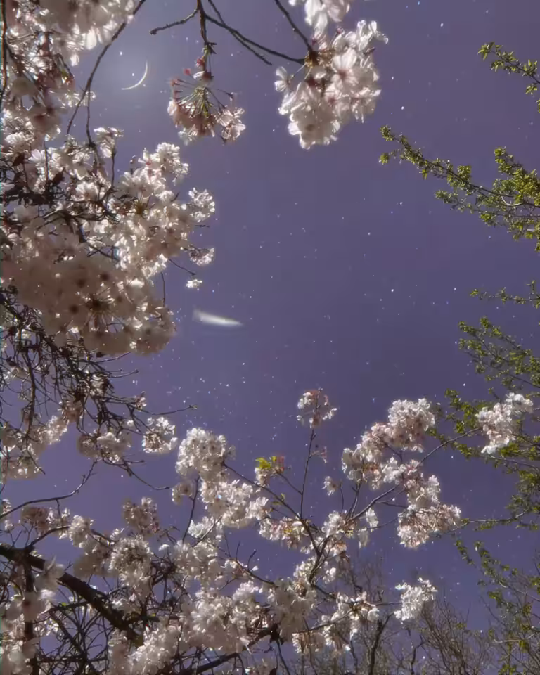Persephone's Dreams