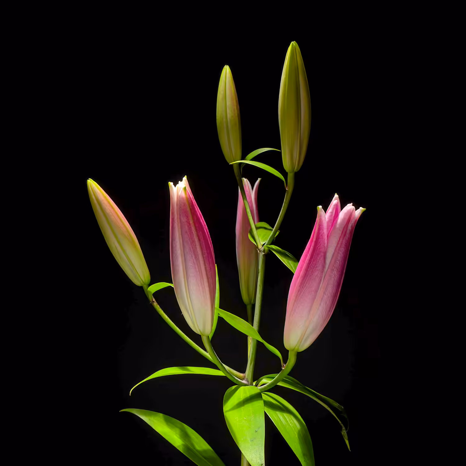 Bloom / #004-001-百合