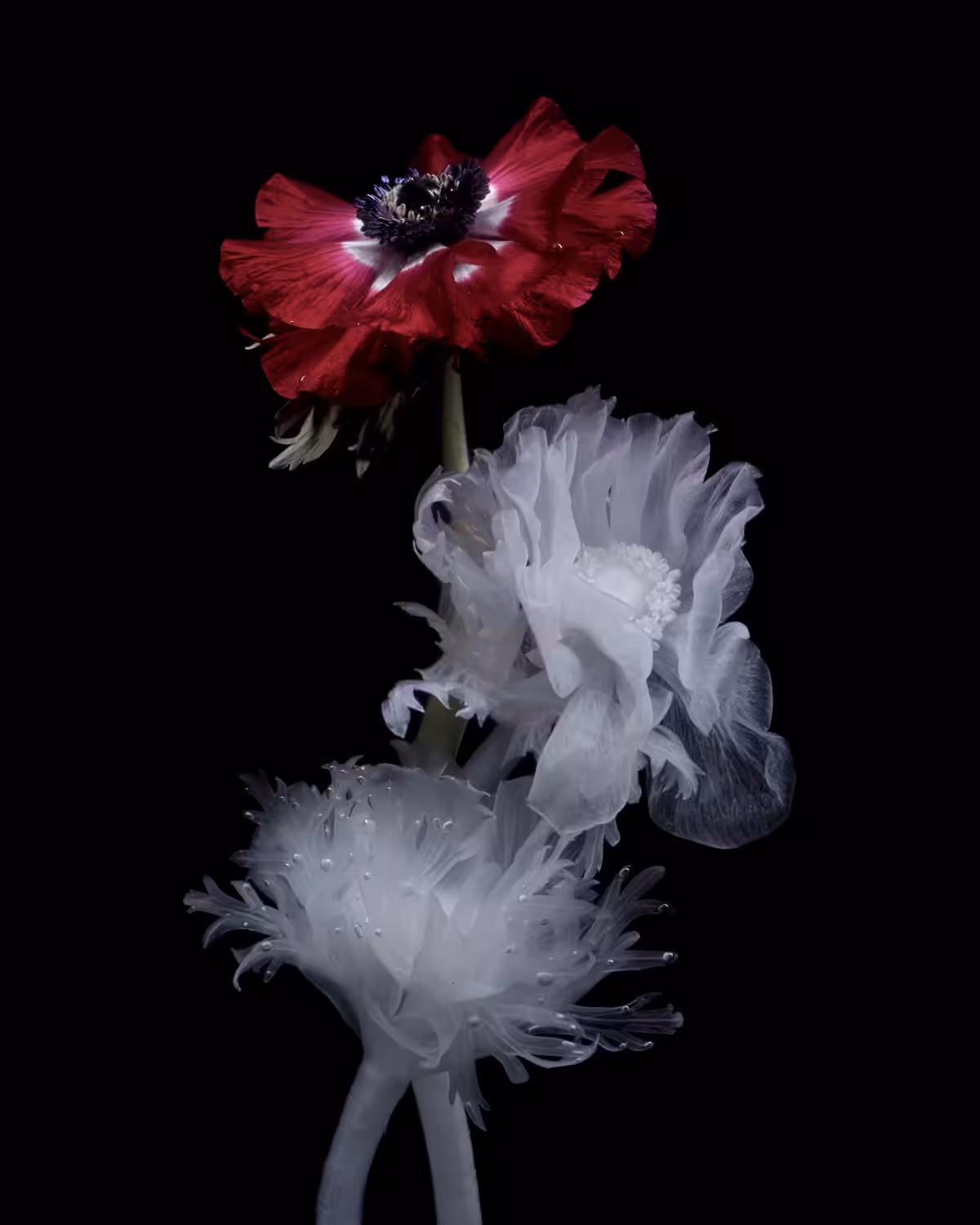 Anemone