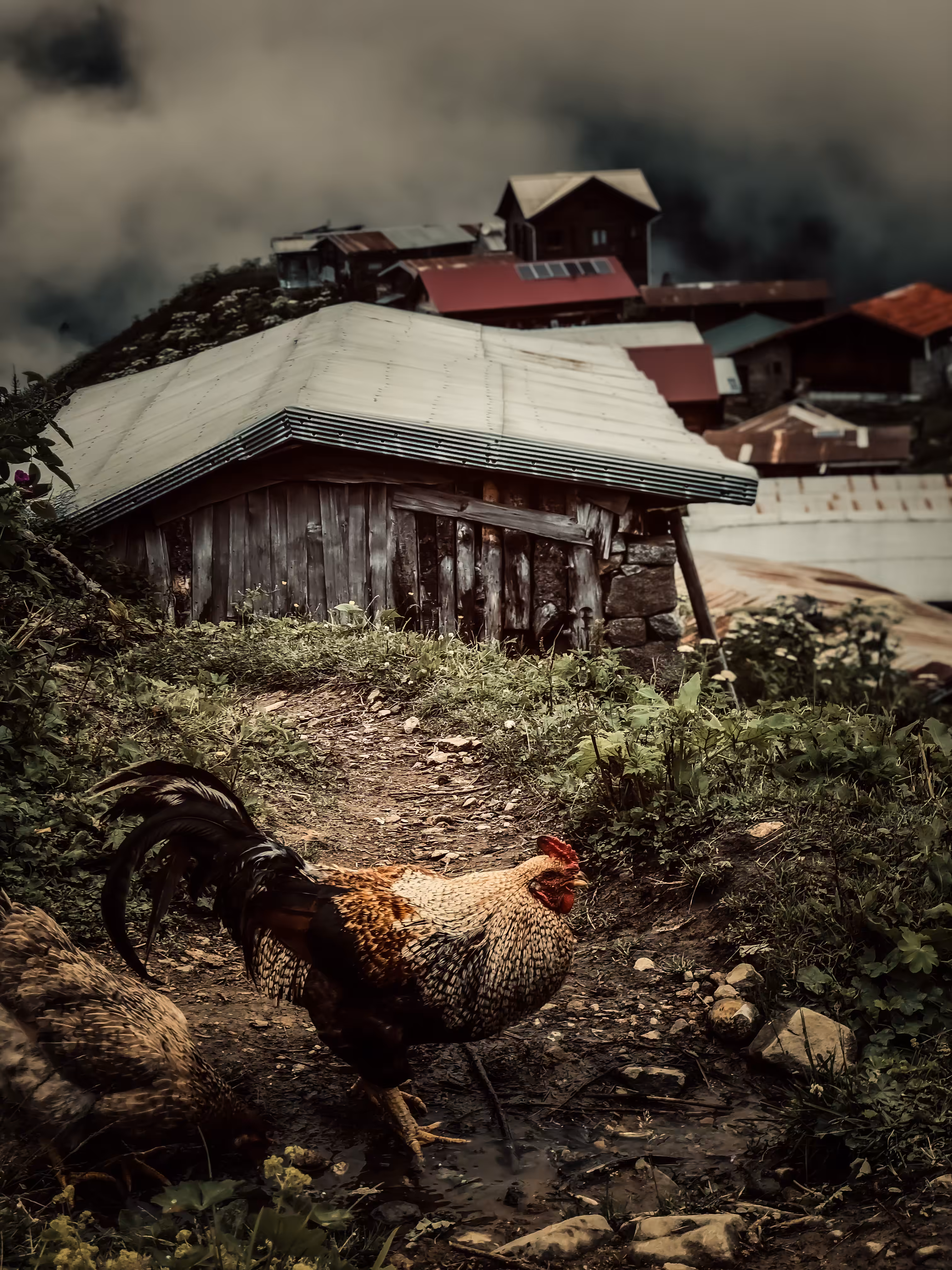 #24 Rooster Village