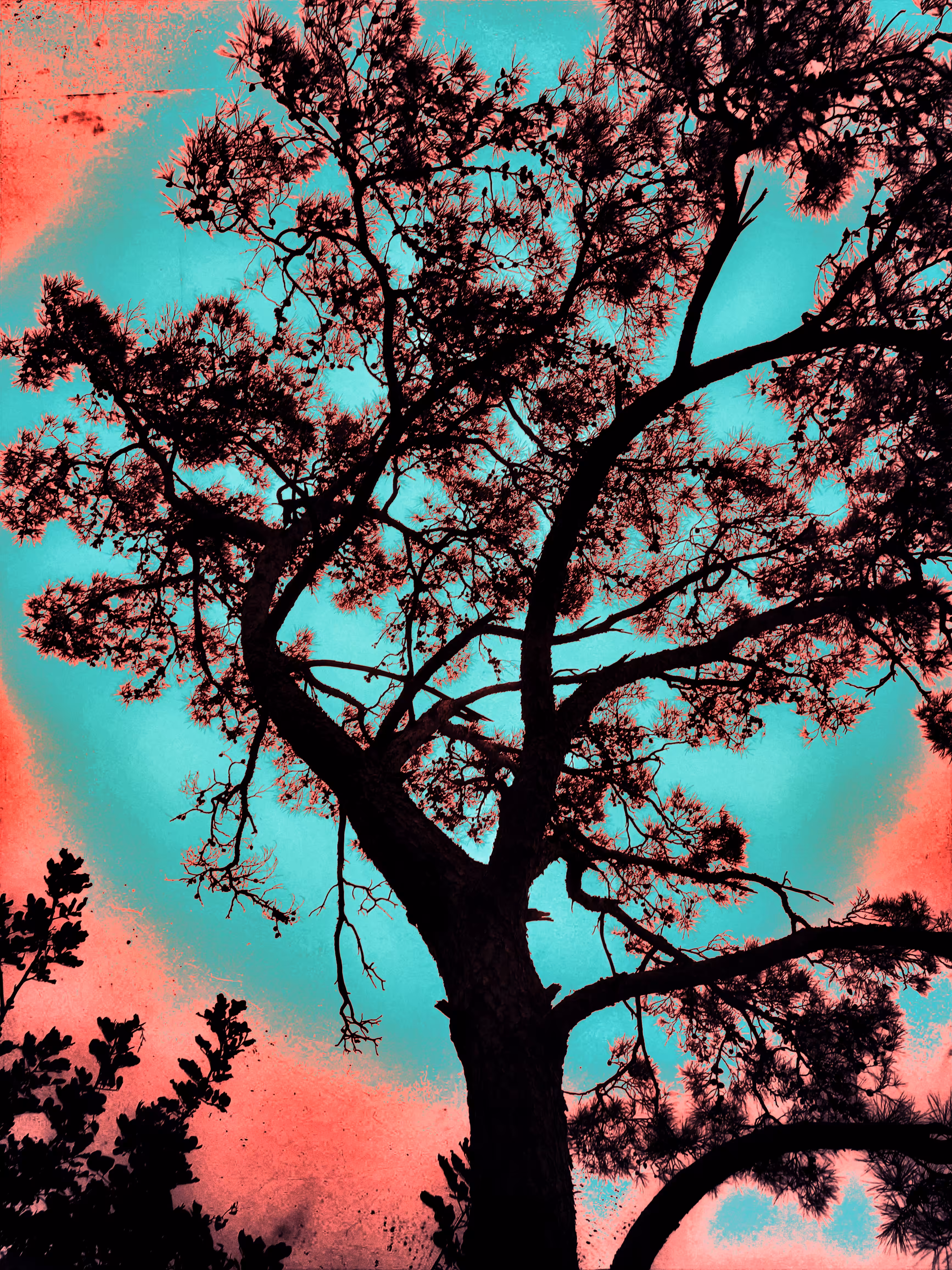 The Giving Tree