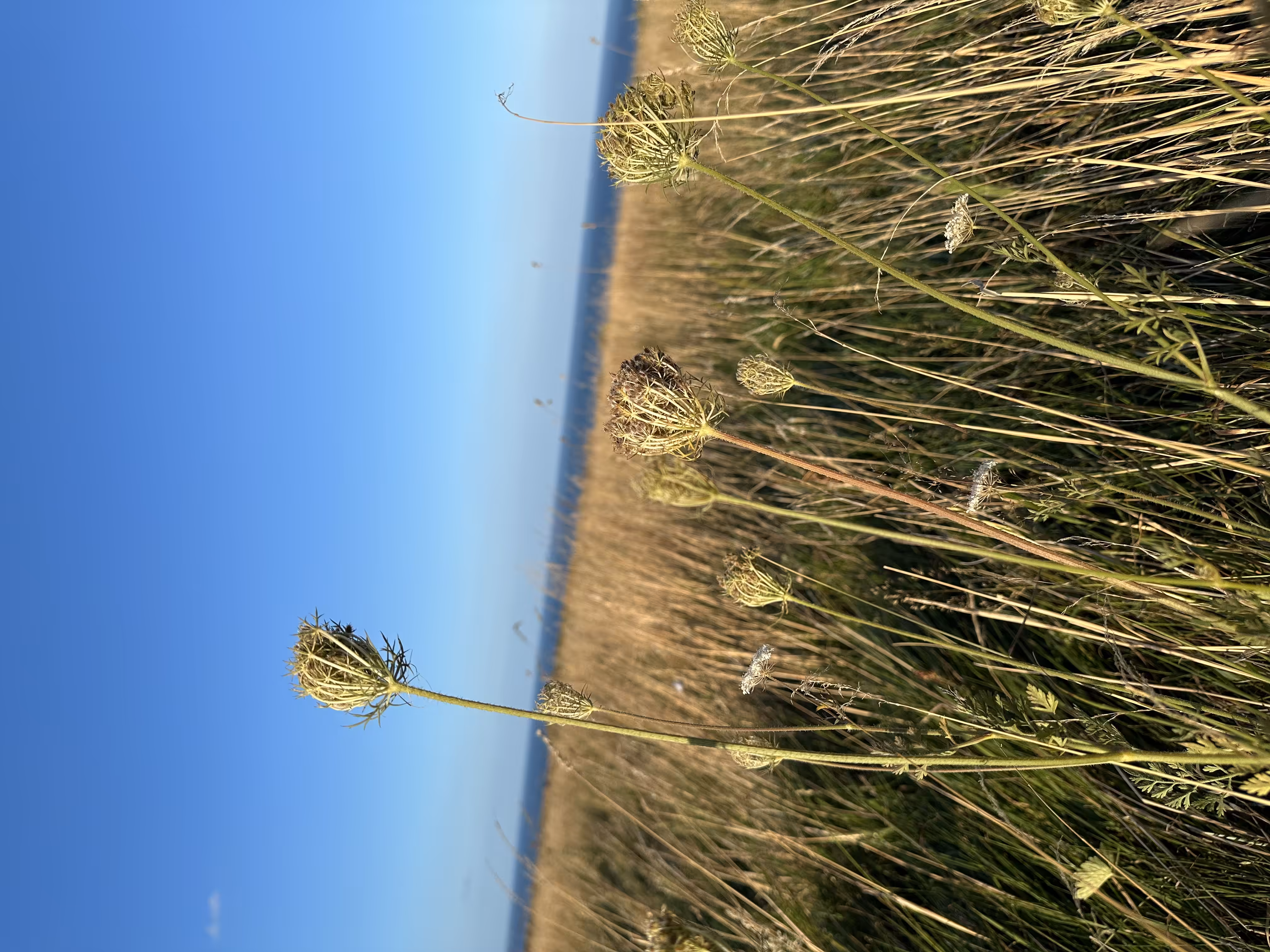 Sea Breeze ~ Sway