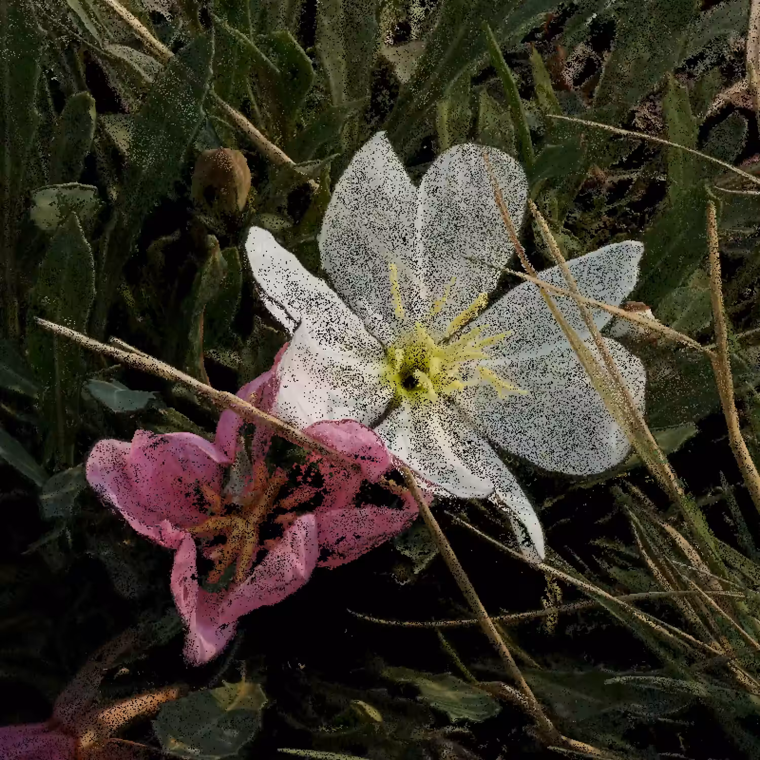 Tufted Evening Primrose [NFT version]