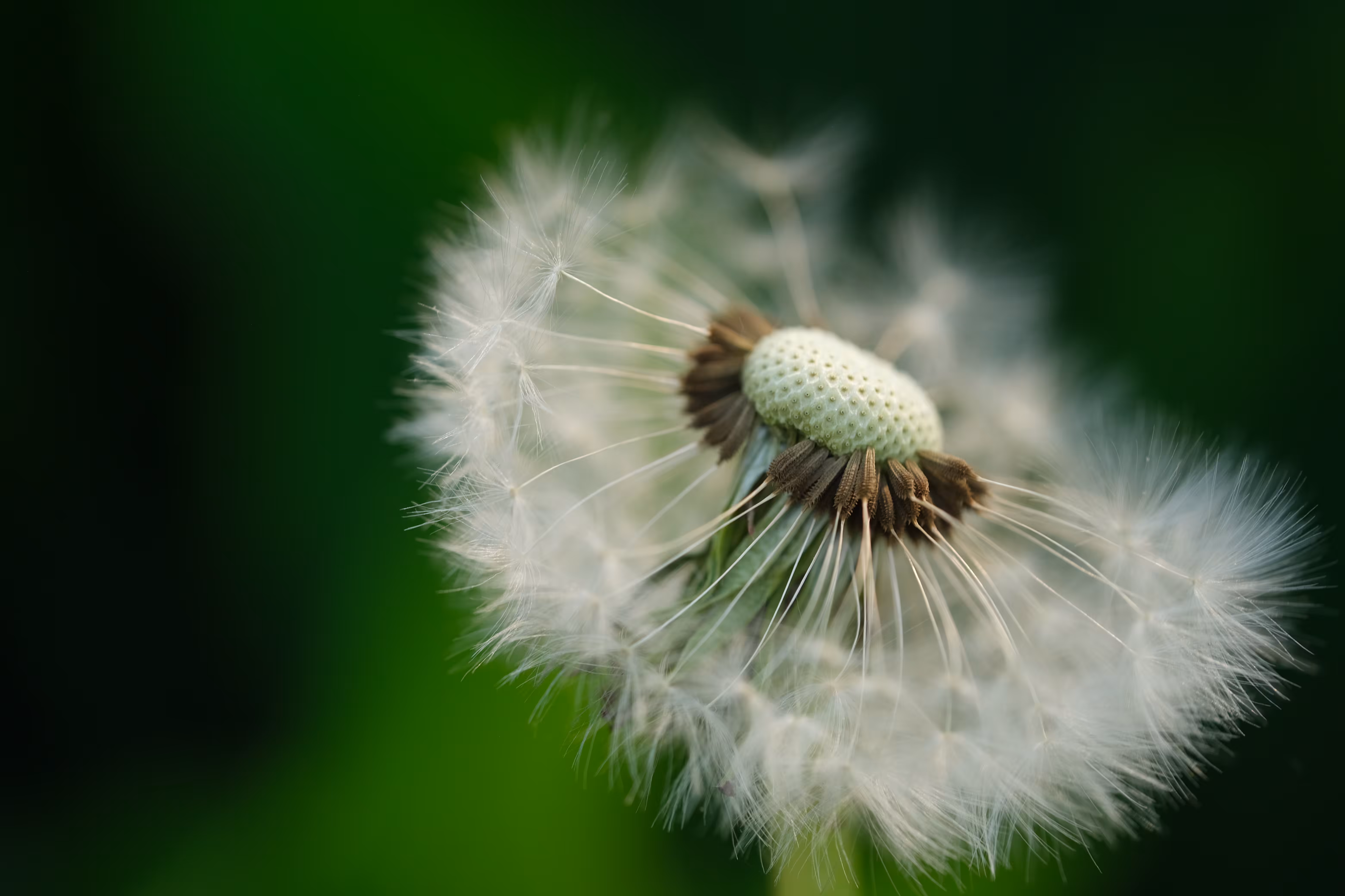 Delicate Dance
