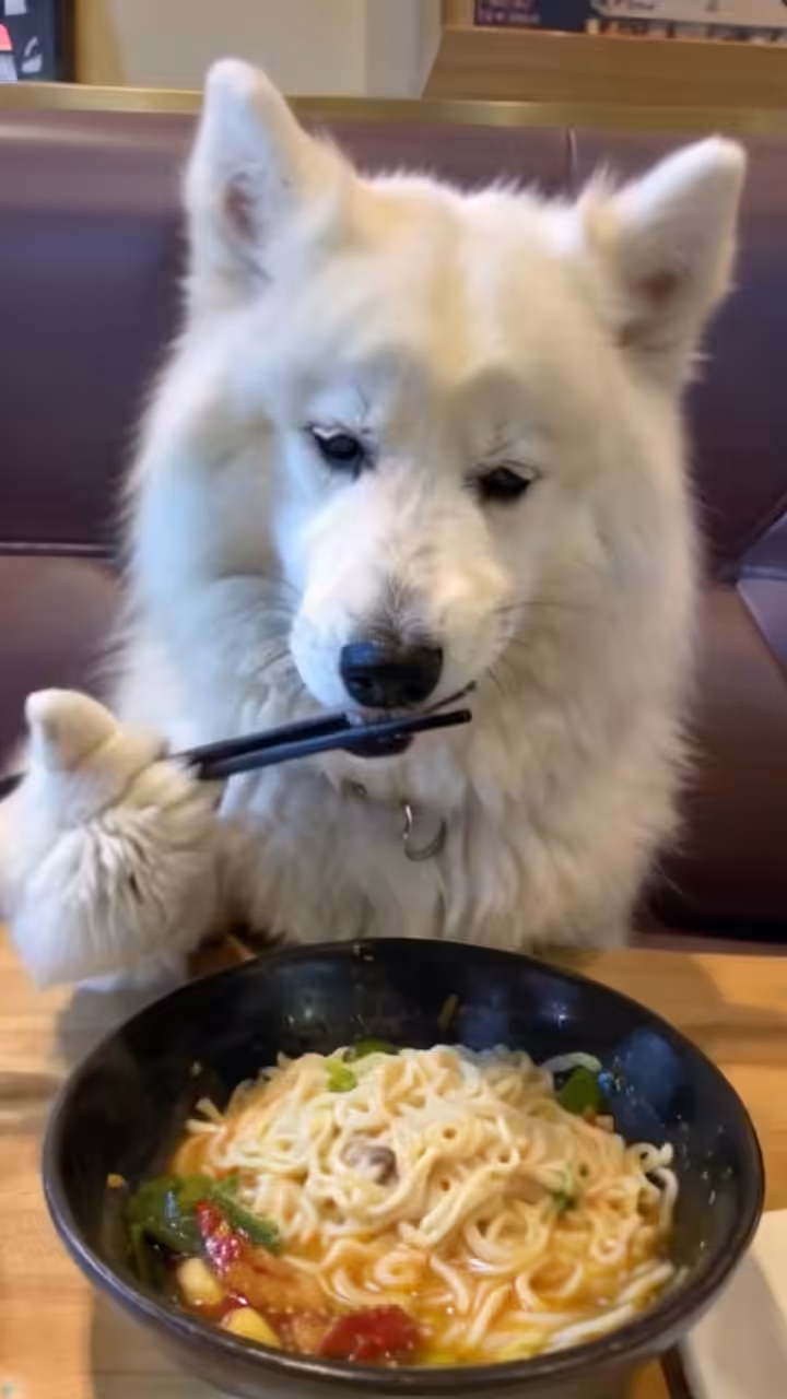 A dog eating noodles