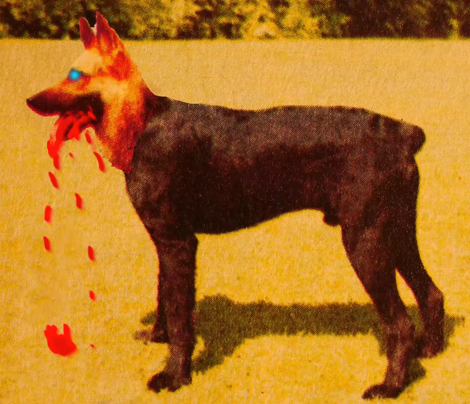 41 Psycho German Shepherd Schnauzer Animation