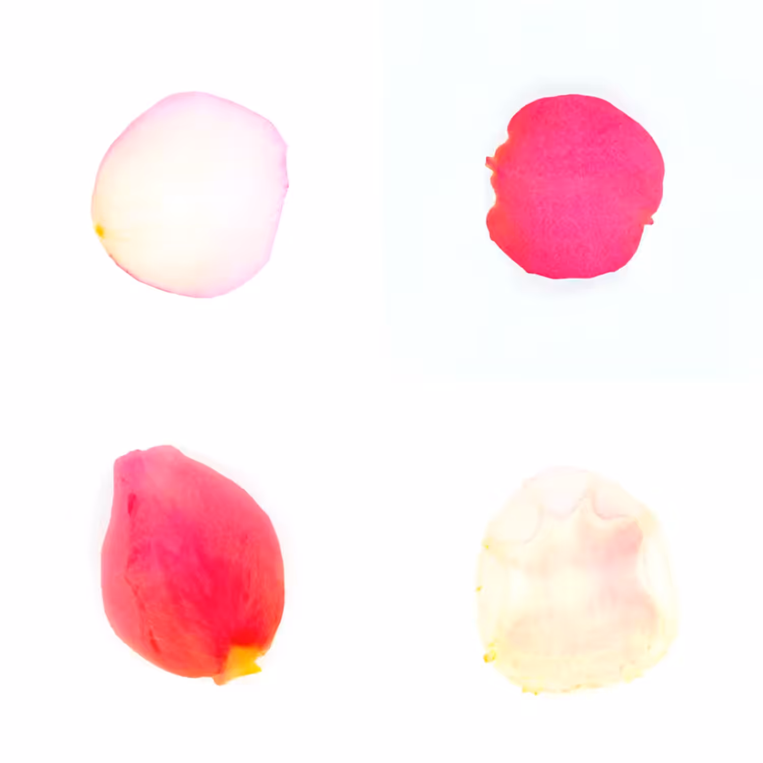 Infinite Petals 2x2#20040
