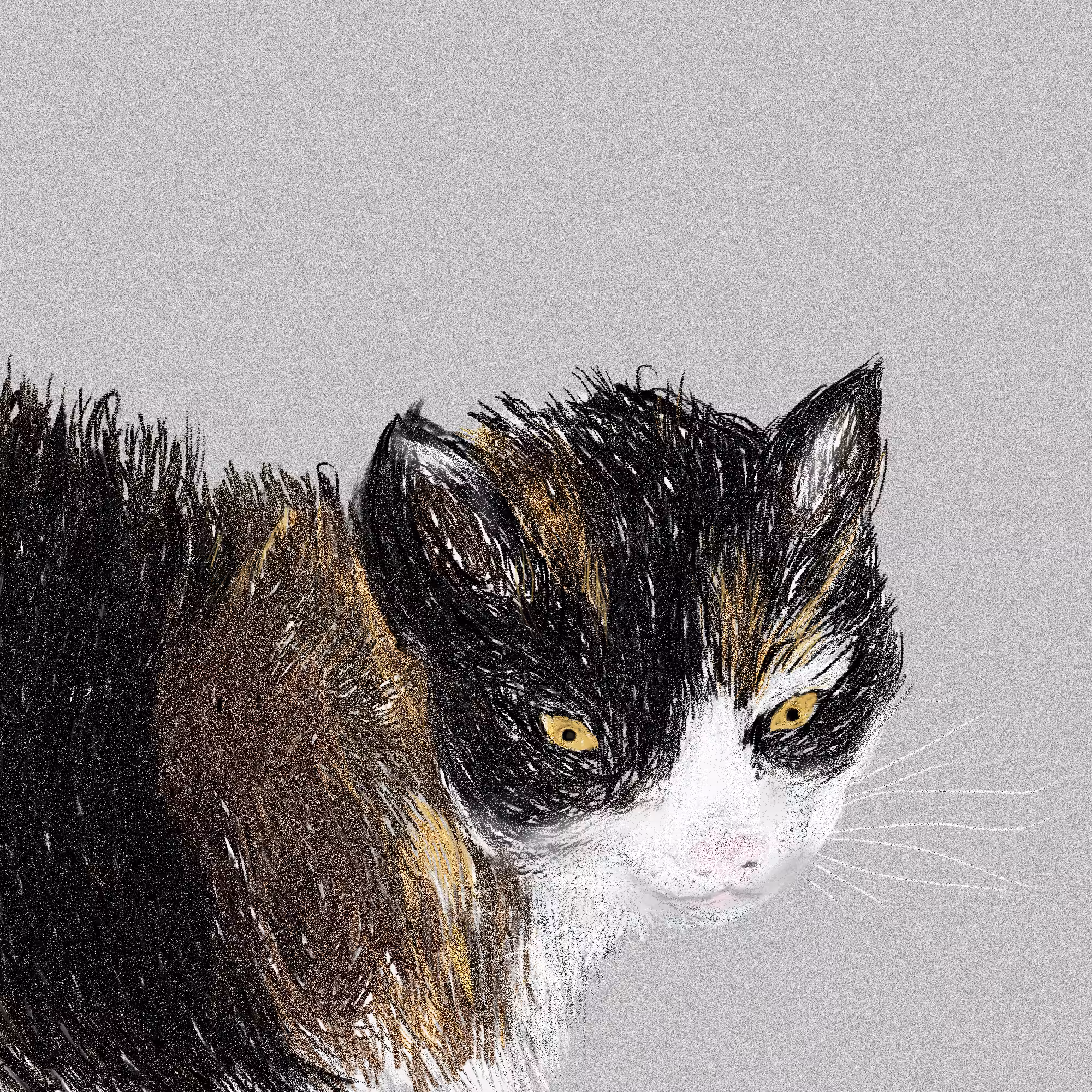 I draw CAT
