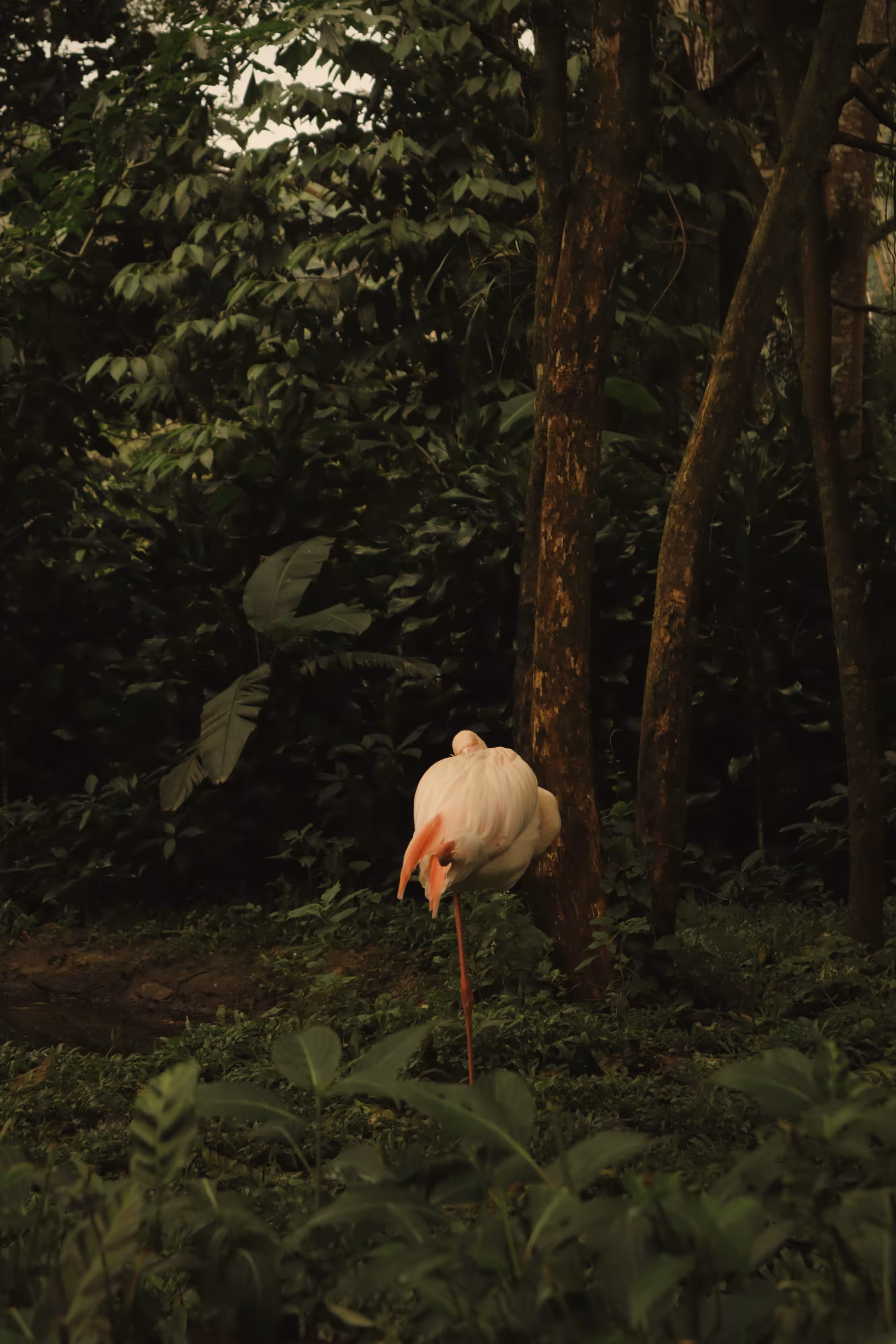 Flamingo 
