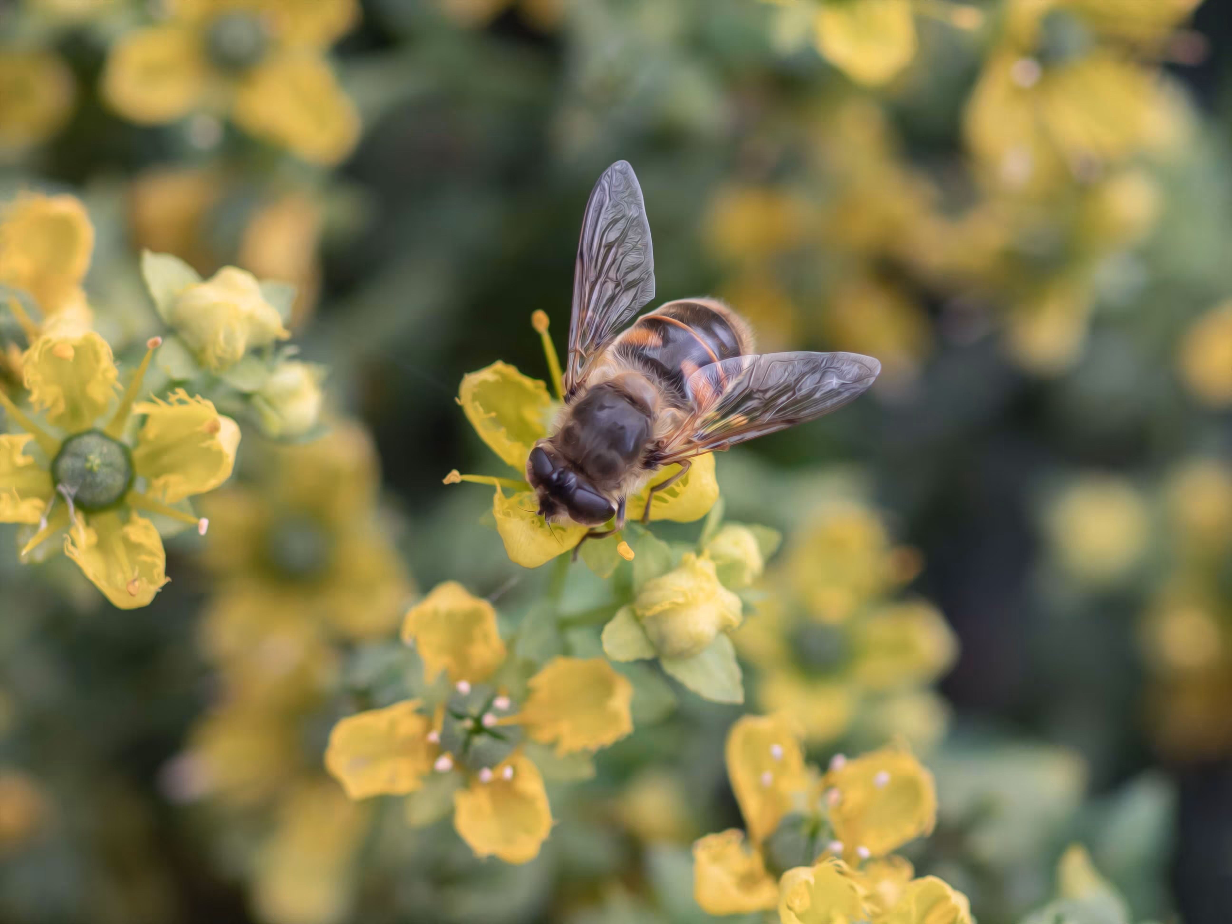 Honey Bee