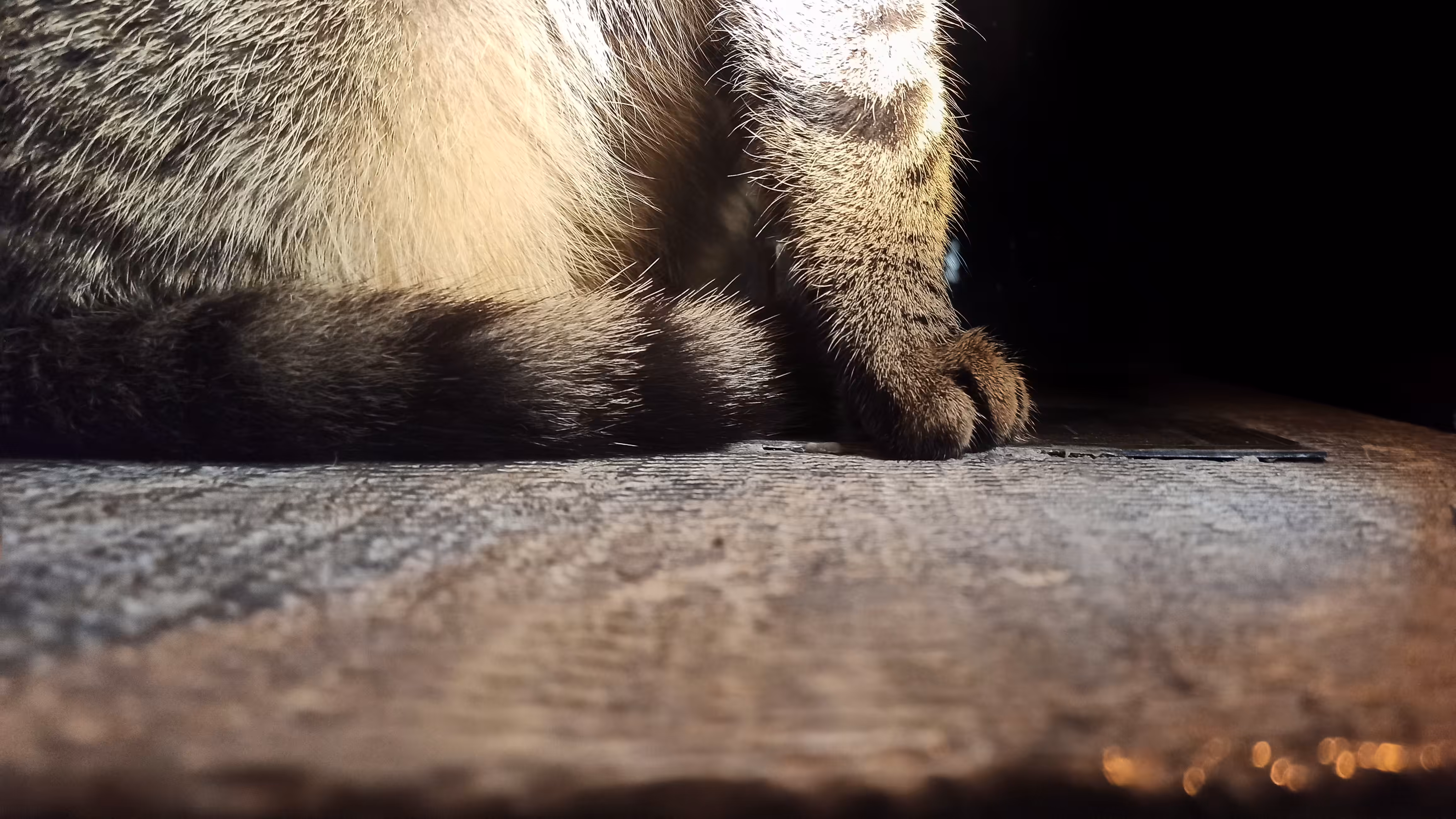 photography : Steps of a lion 2