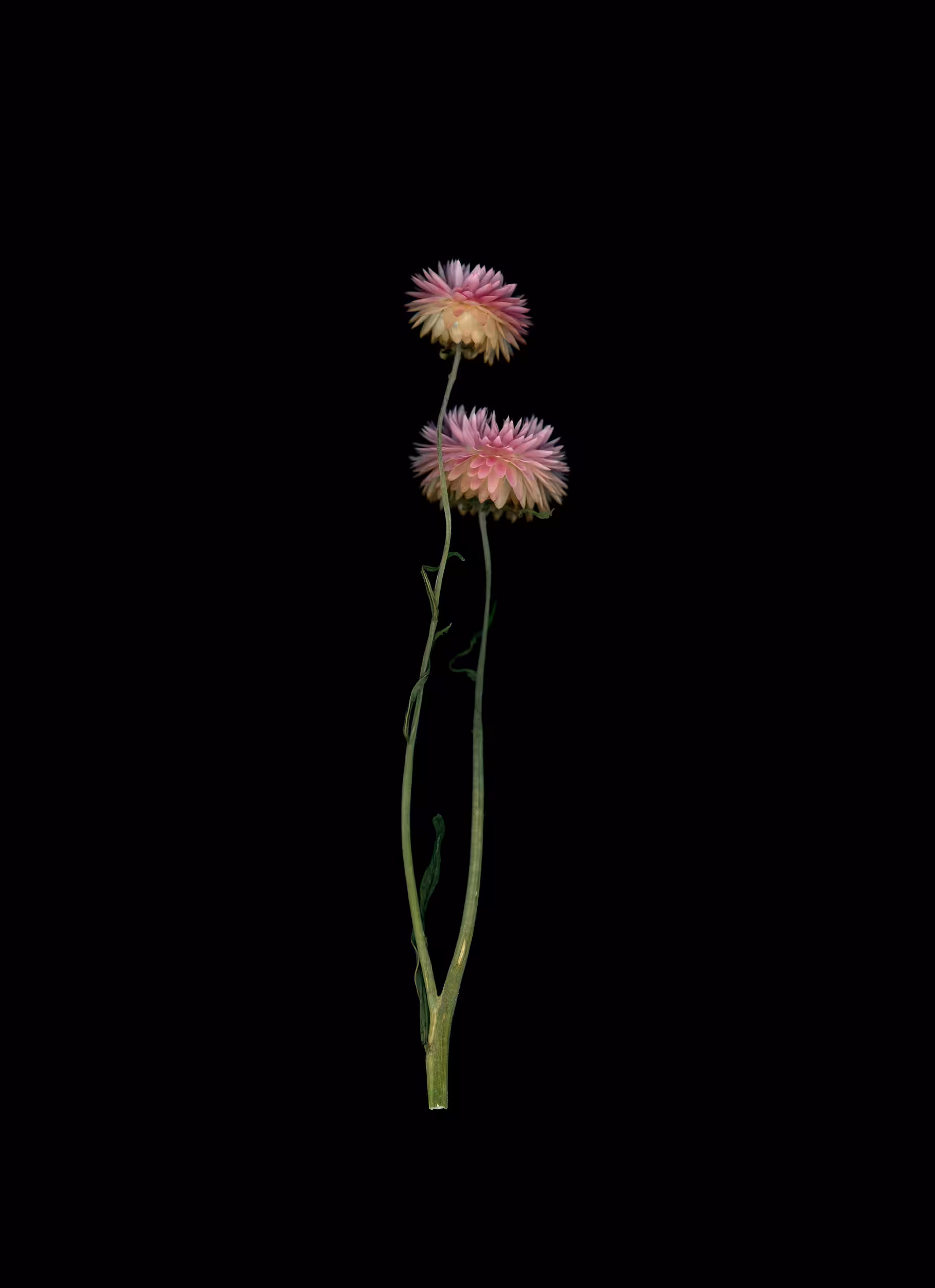 Strawflower No. 2