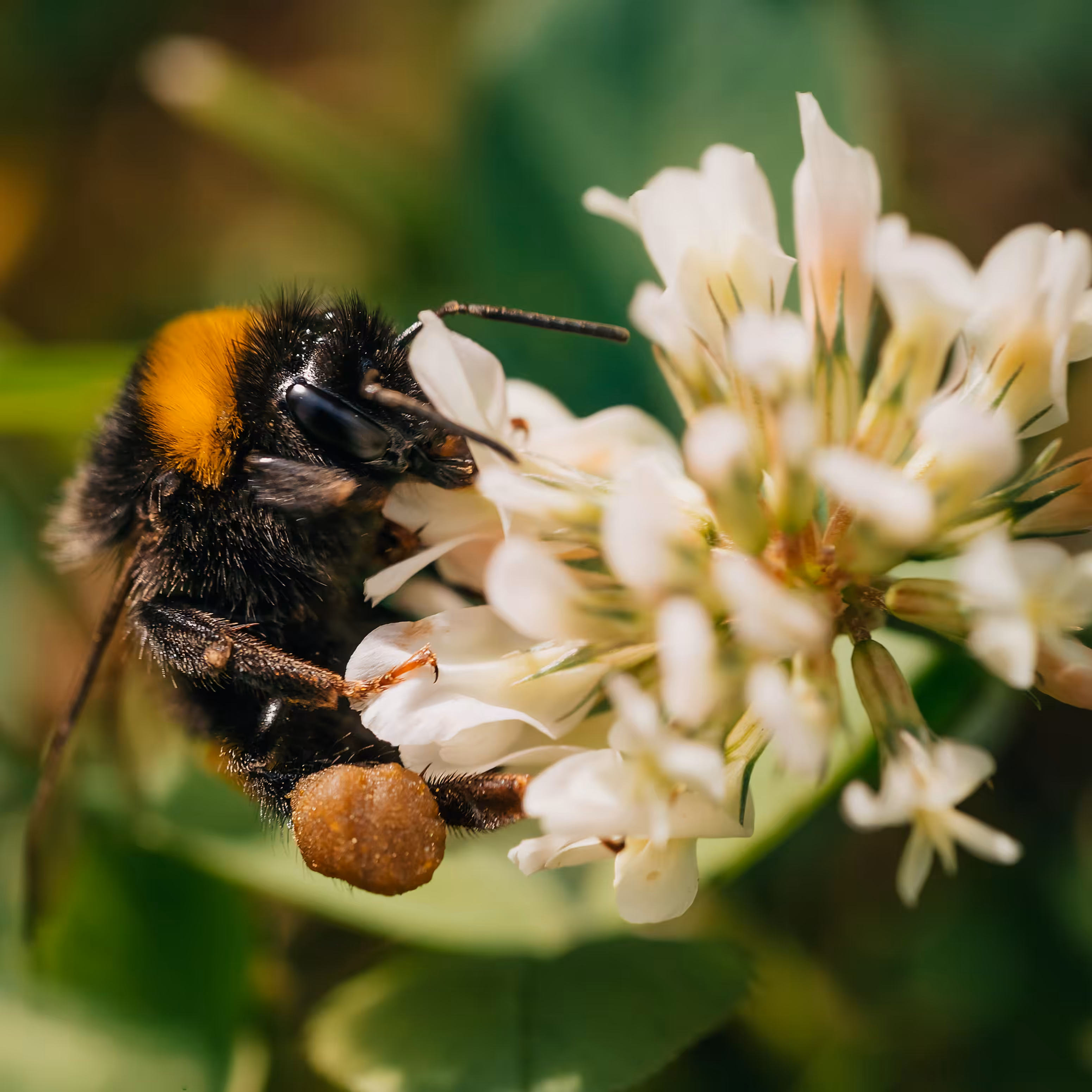 Dangerous bee