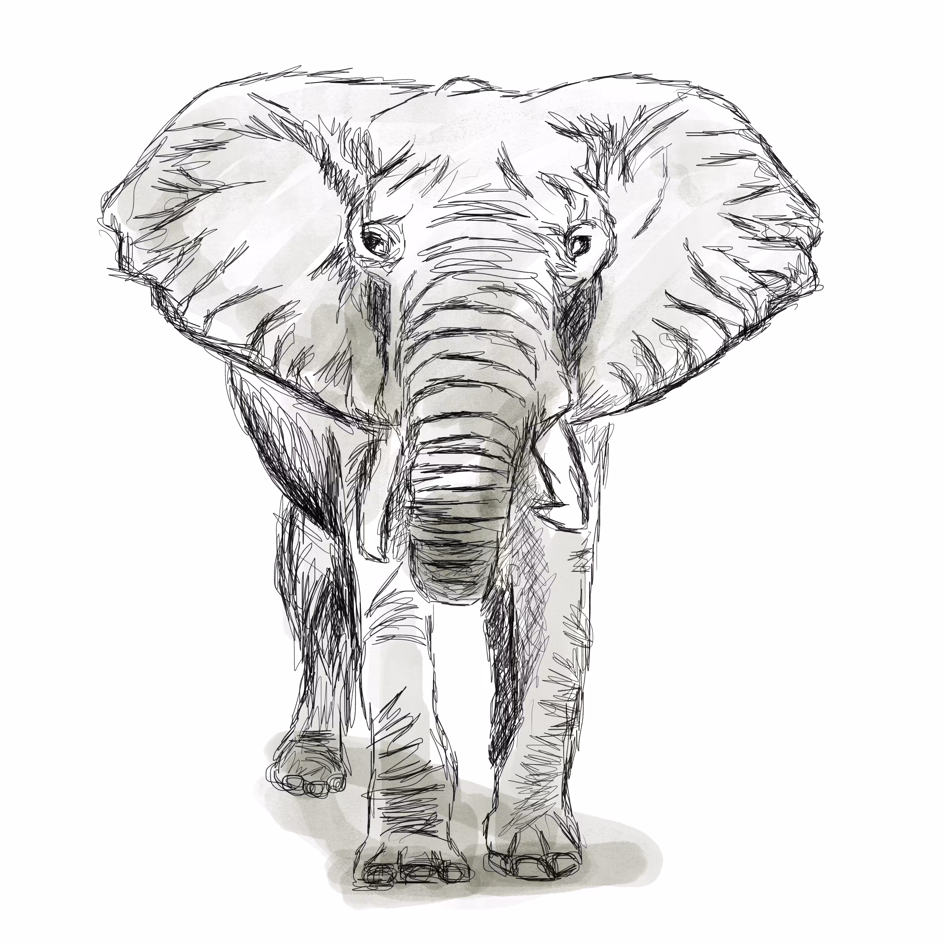 elephantS01